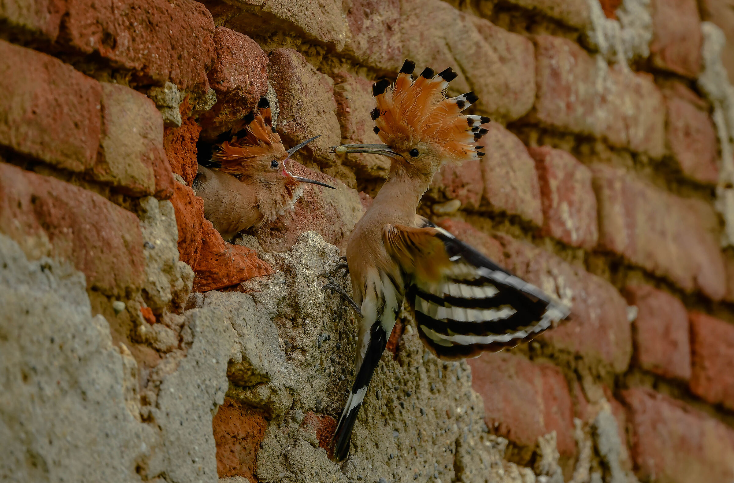 Hoopoe