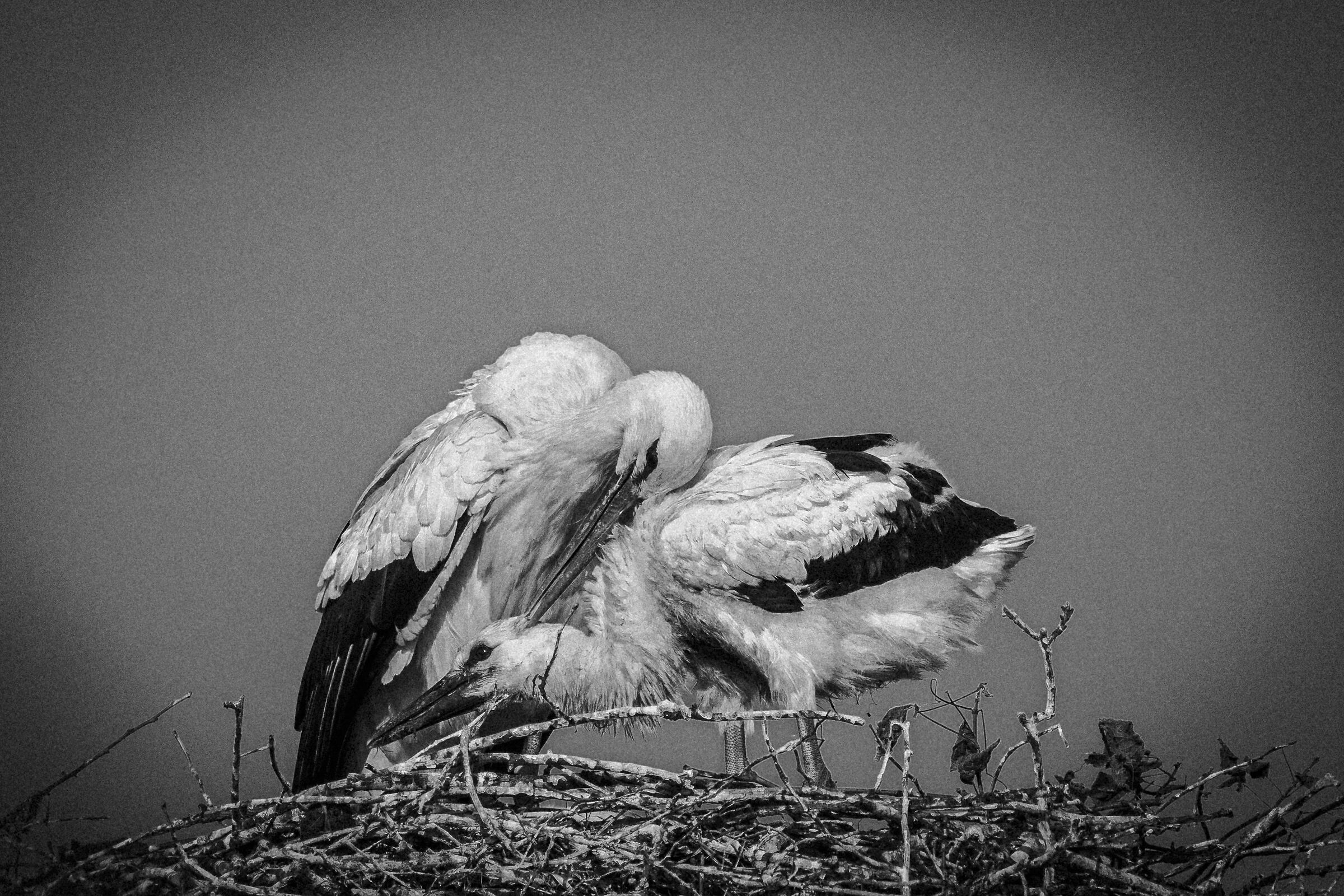 Mother's Love
