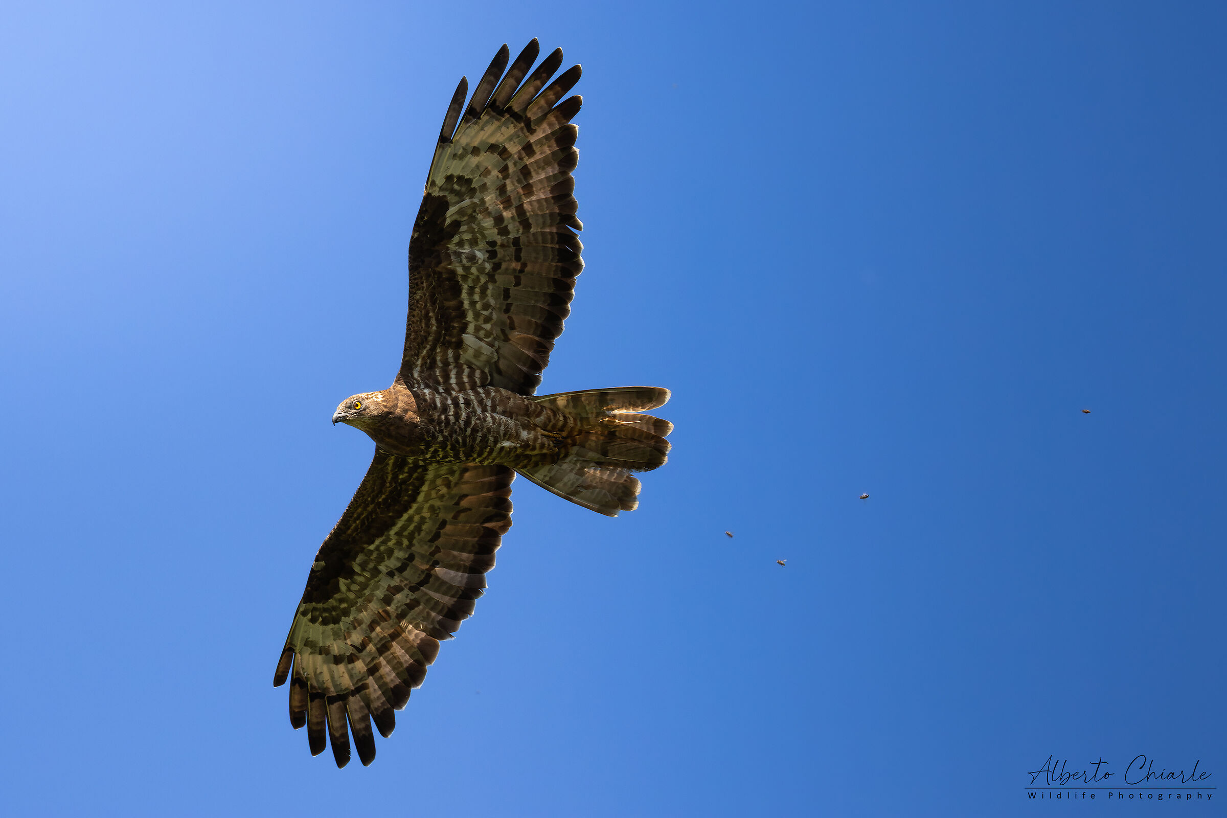 Honey buzzard (Pernis apivorus)