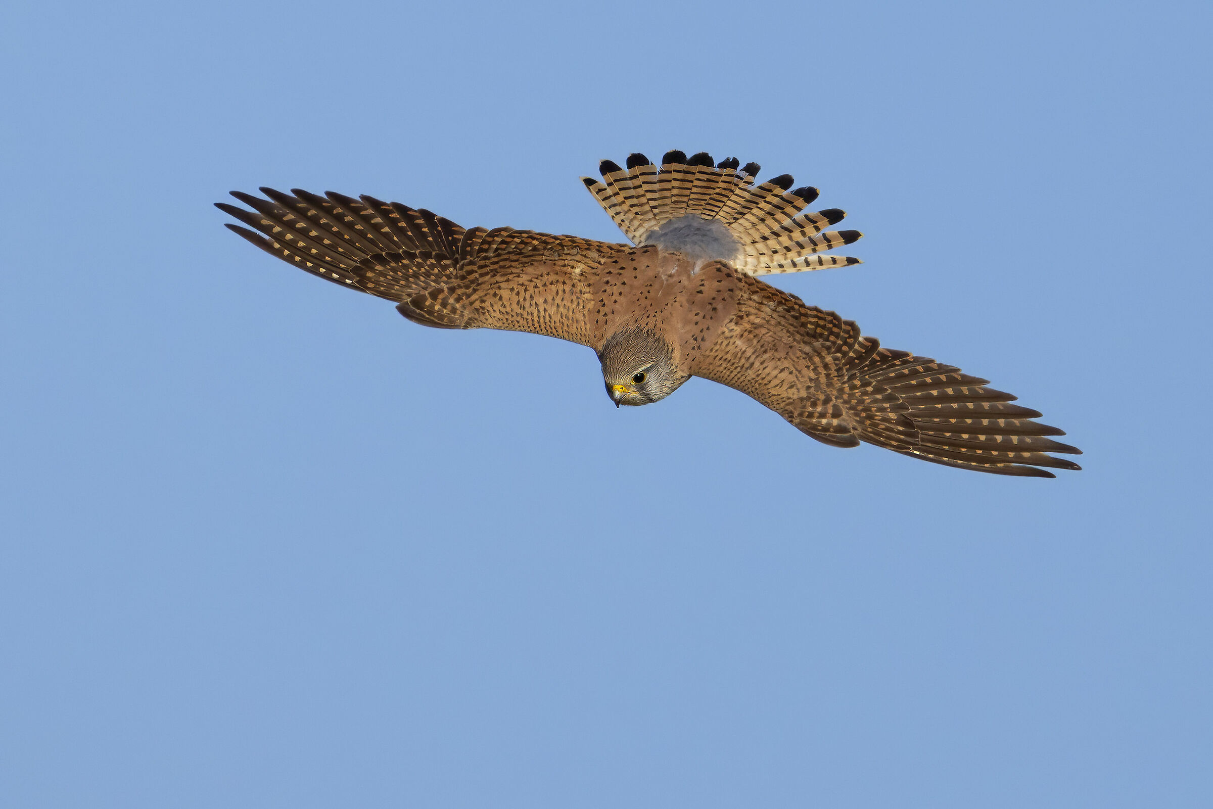 Kestrel