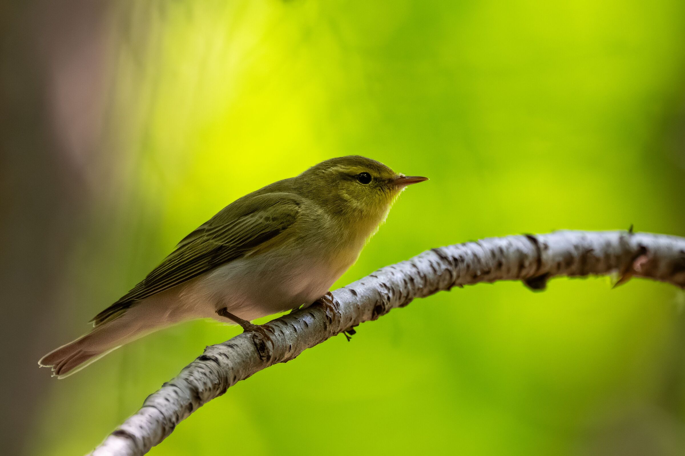The Green (Warbler) in the green