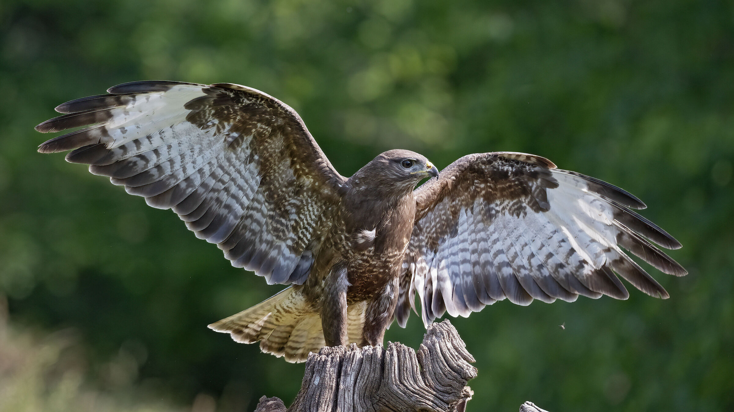 Buteo buteo