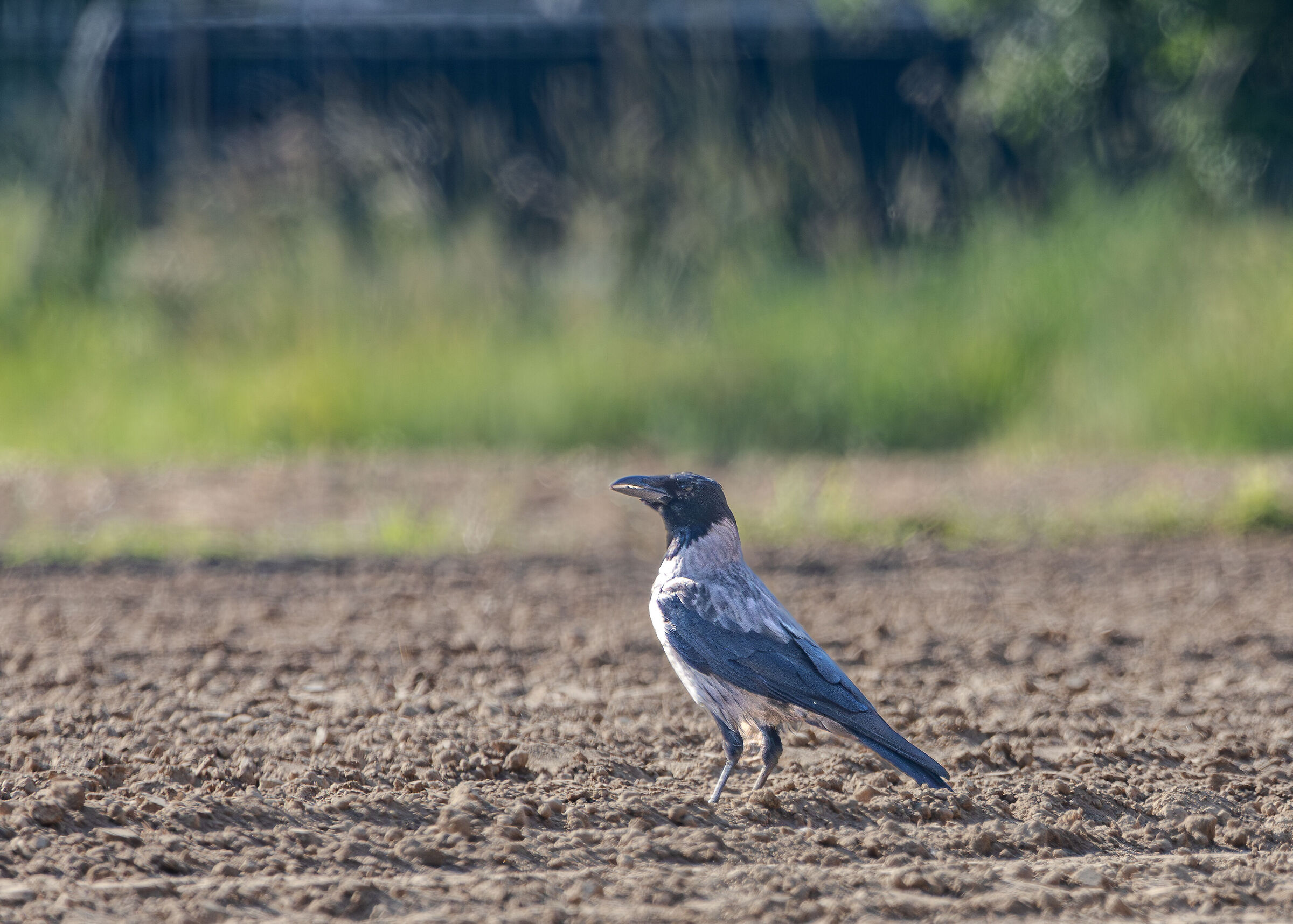 Crow (Corvus cornix)
