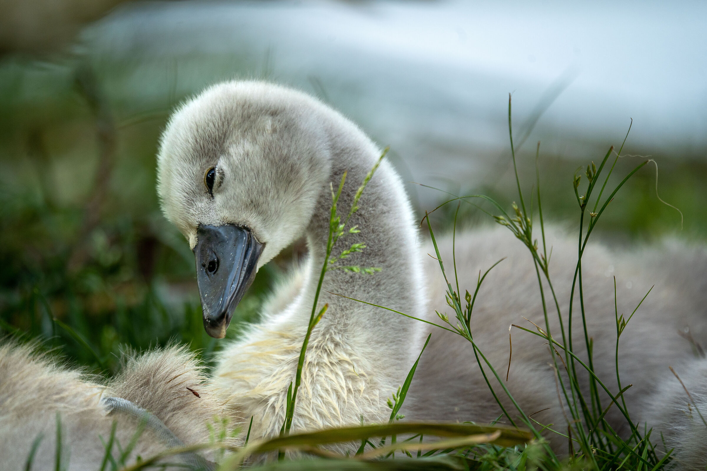 baby swan
