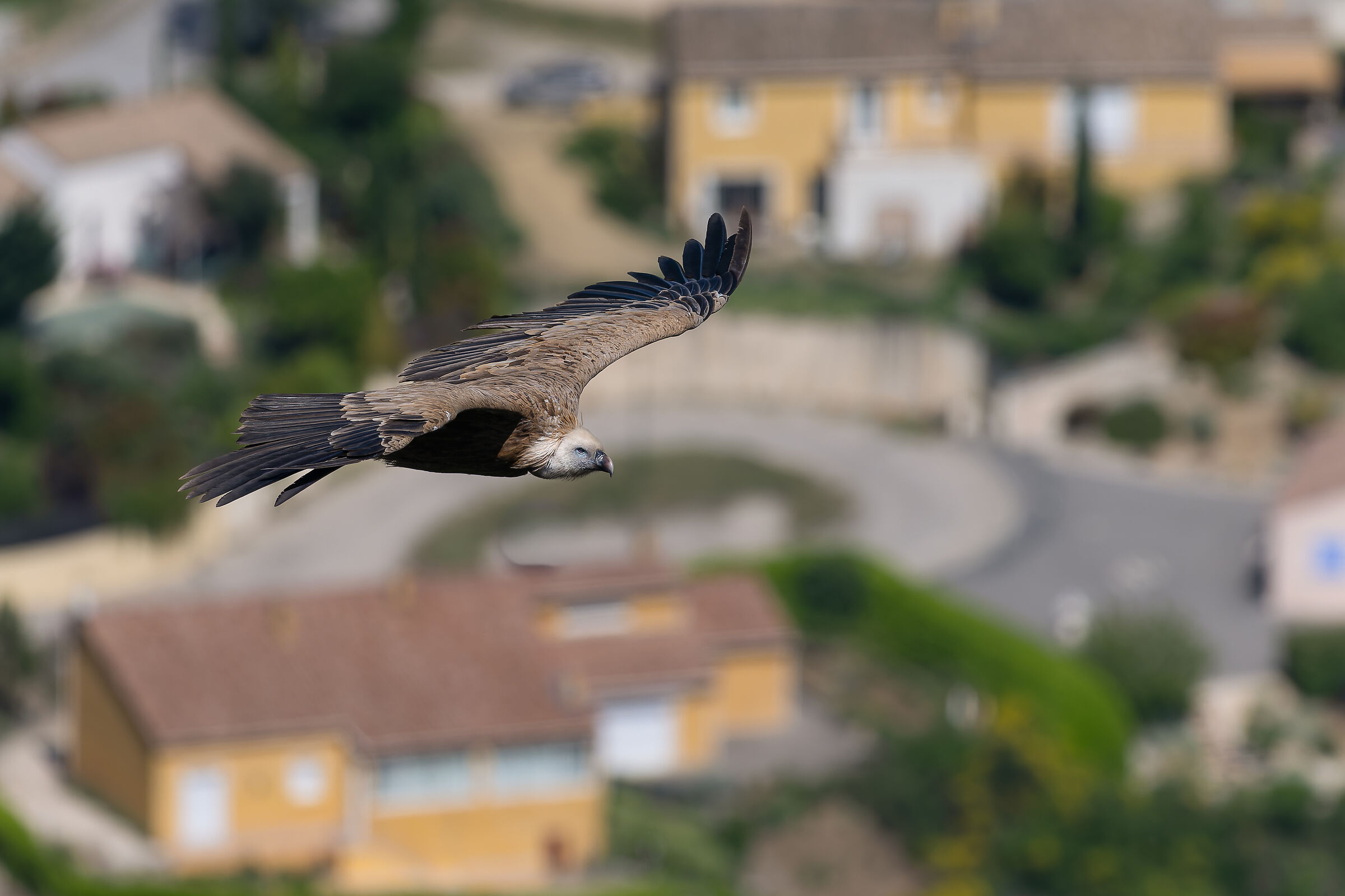 Griffin-Parc naturel régional des Baronnies Provençales