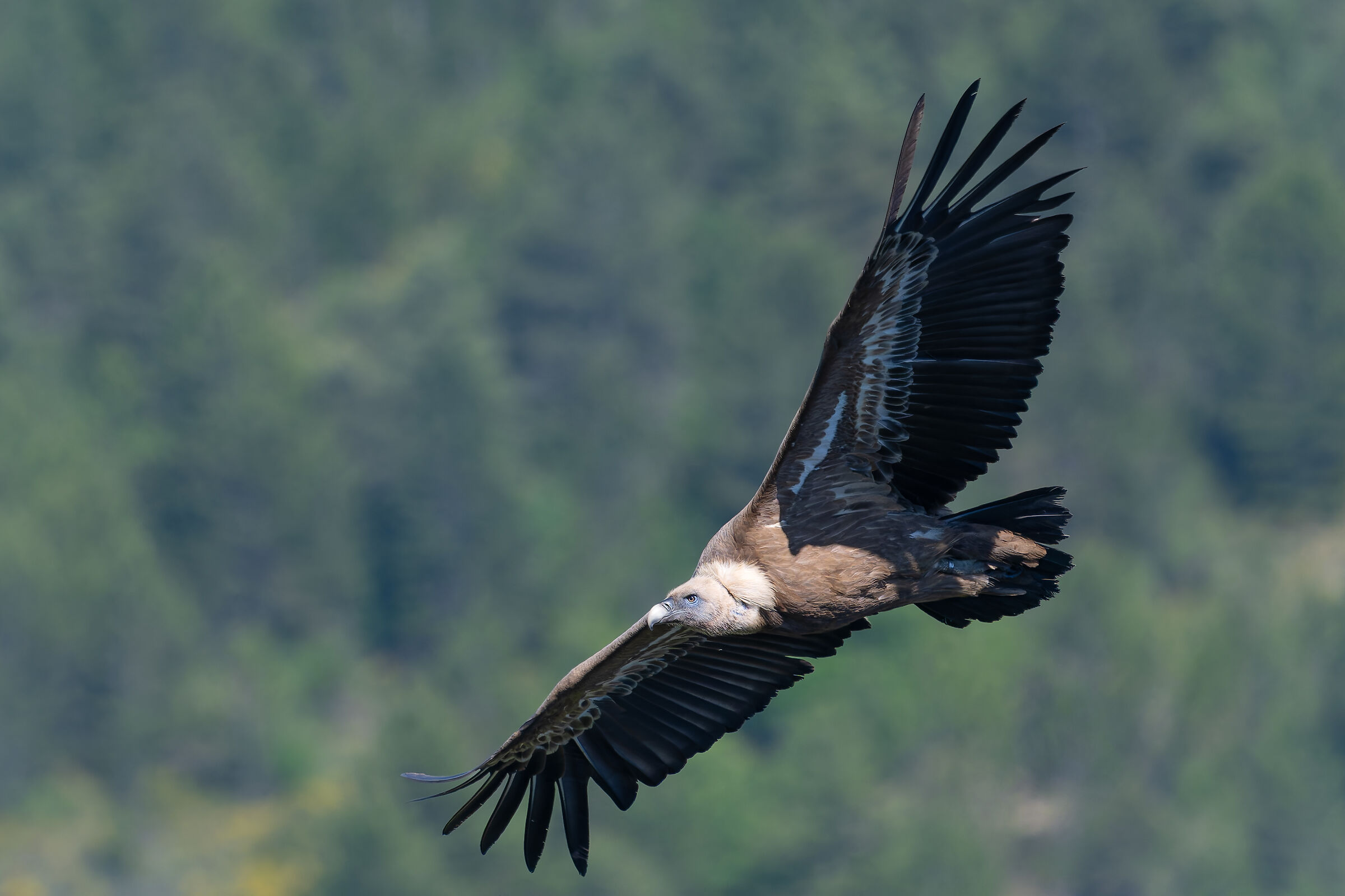 Griffin-Parc naturel régional des Baronnies Provençales