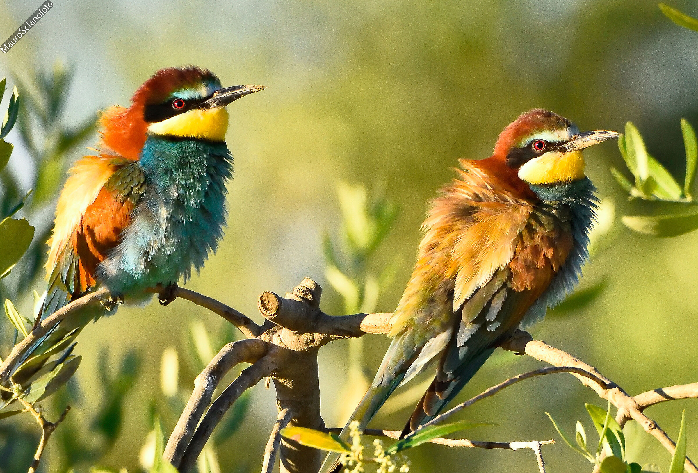 Bee-eaters