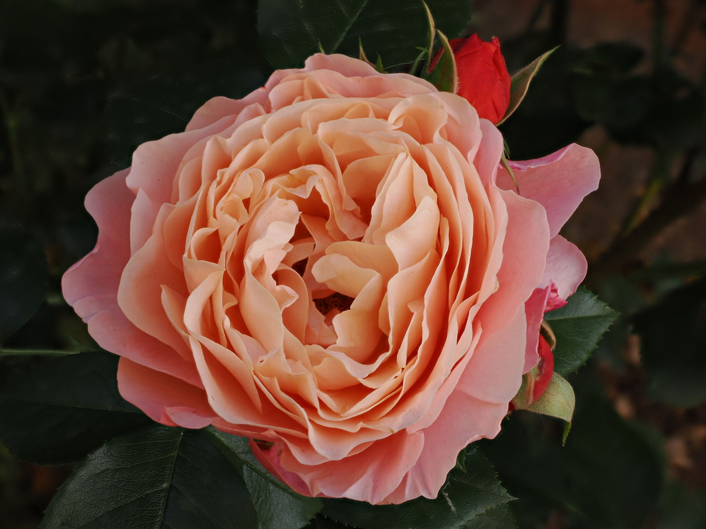 Rosa del mio giardino
