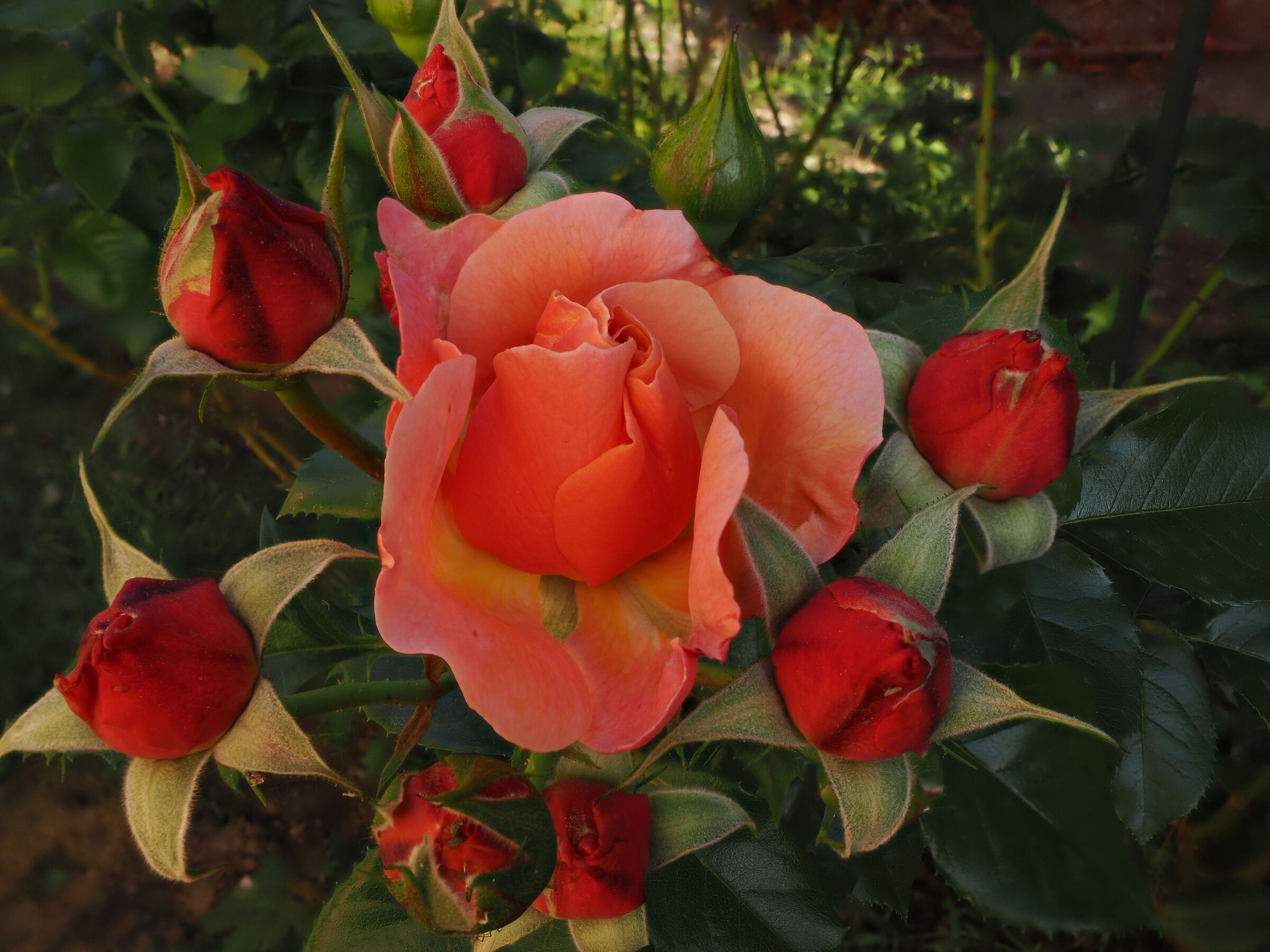 Roselline