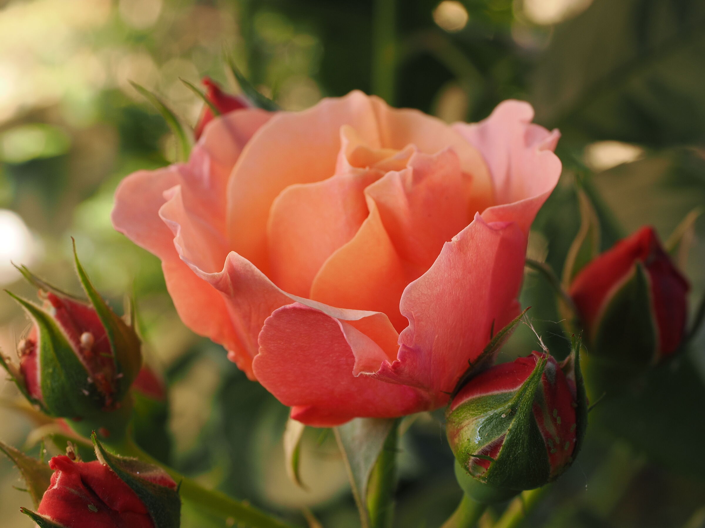 Rose
