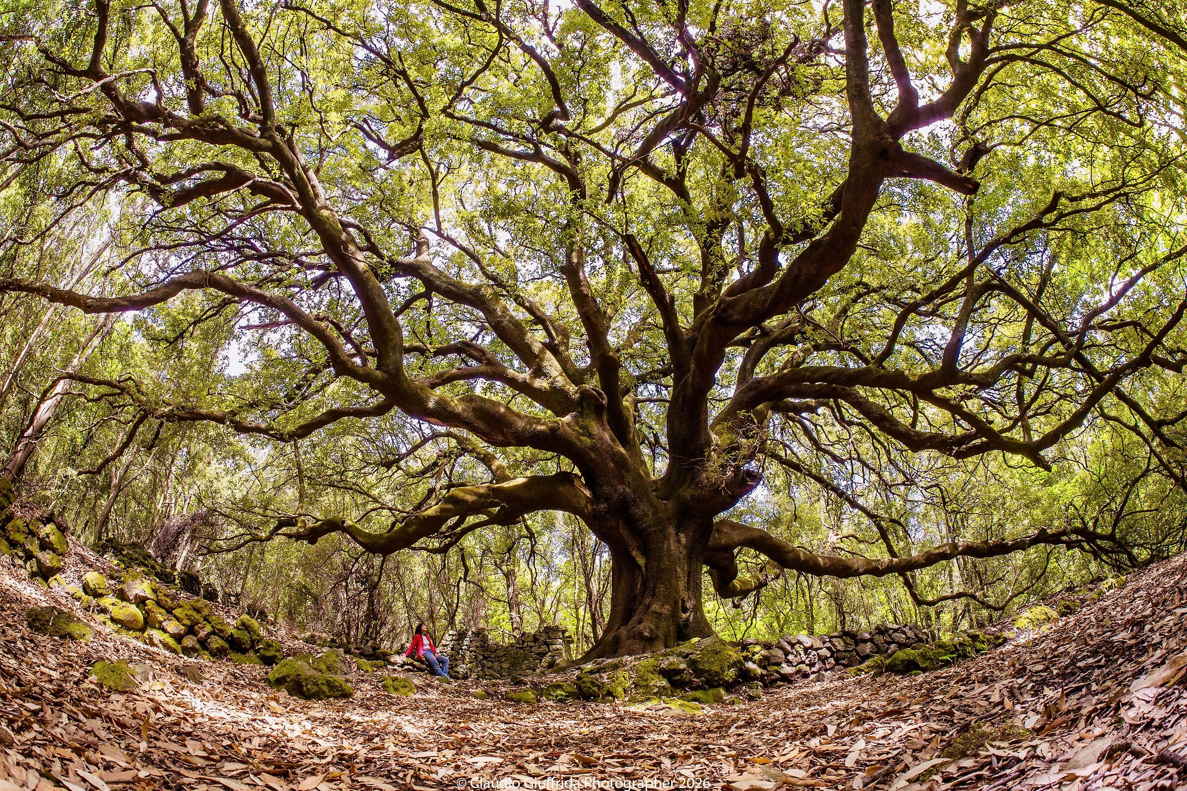 The big tree