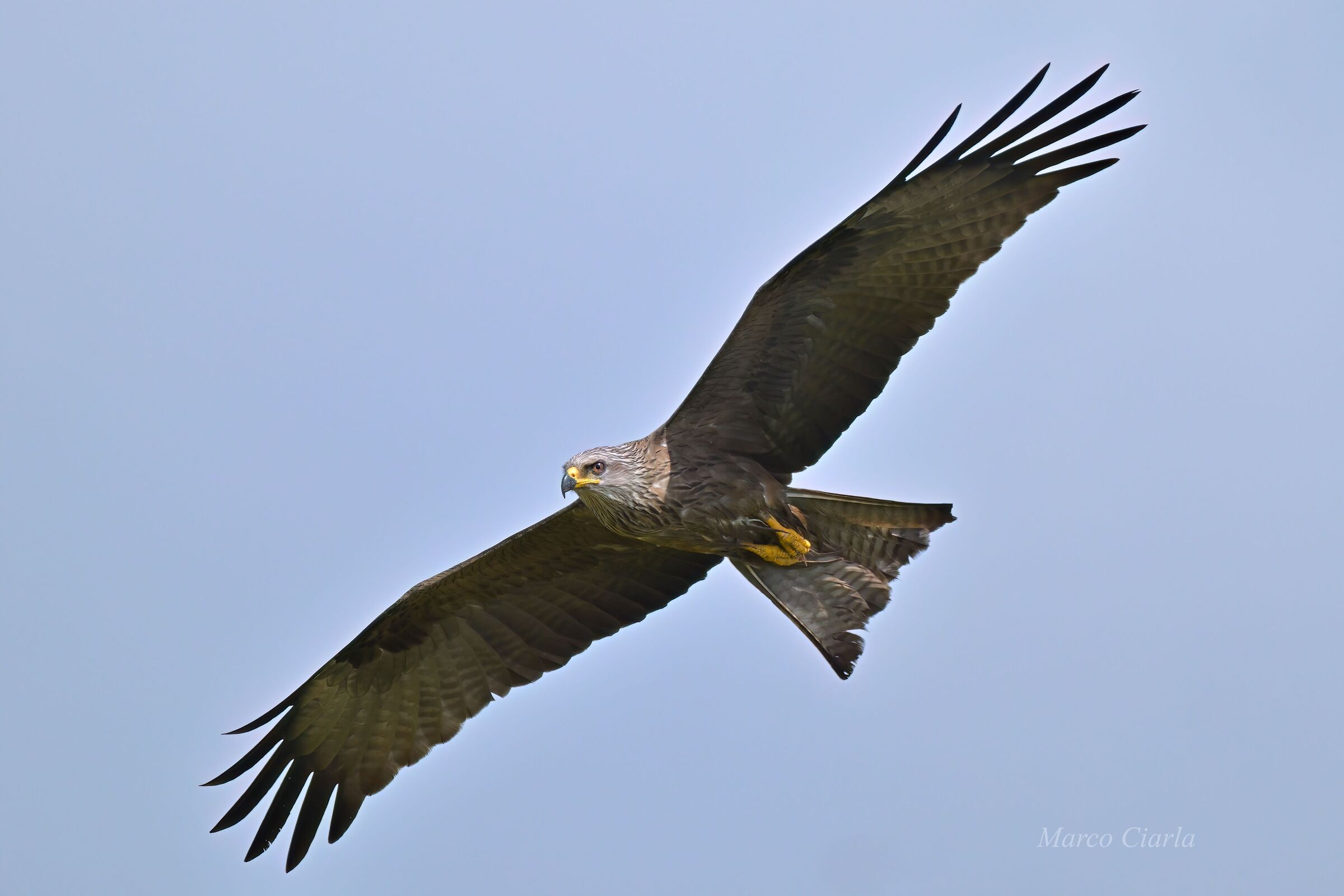 Black Kite (Milvus migrans)