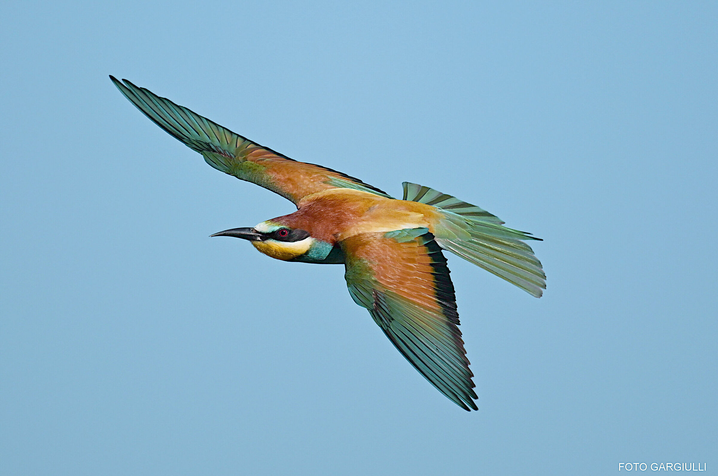 Bee-eater