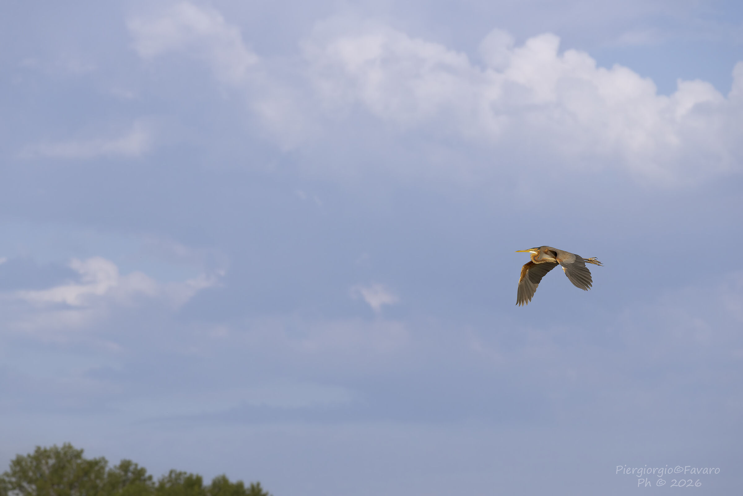 Purple Heron.
