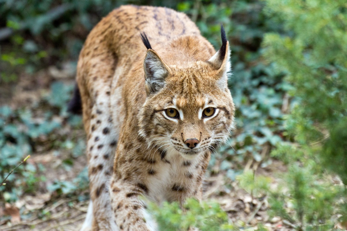 European Lynx