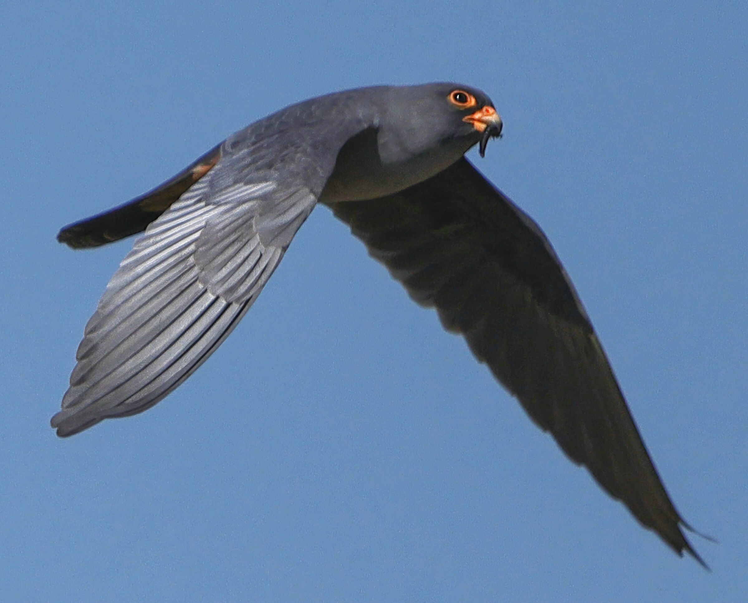 Falco cuculo