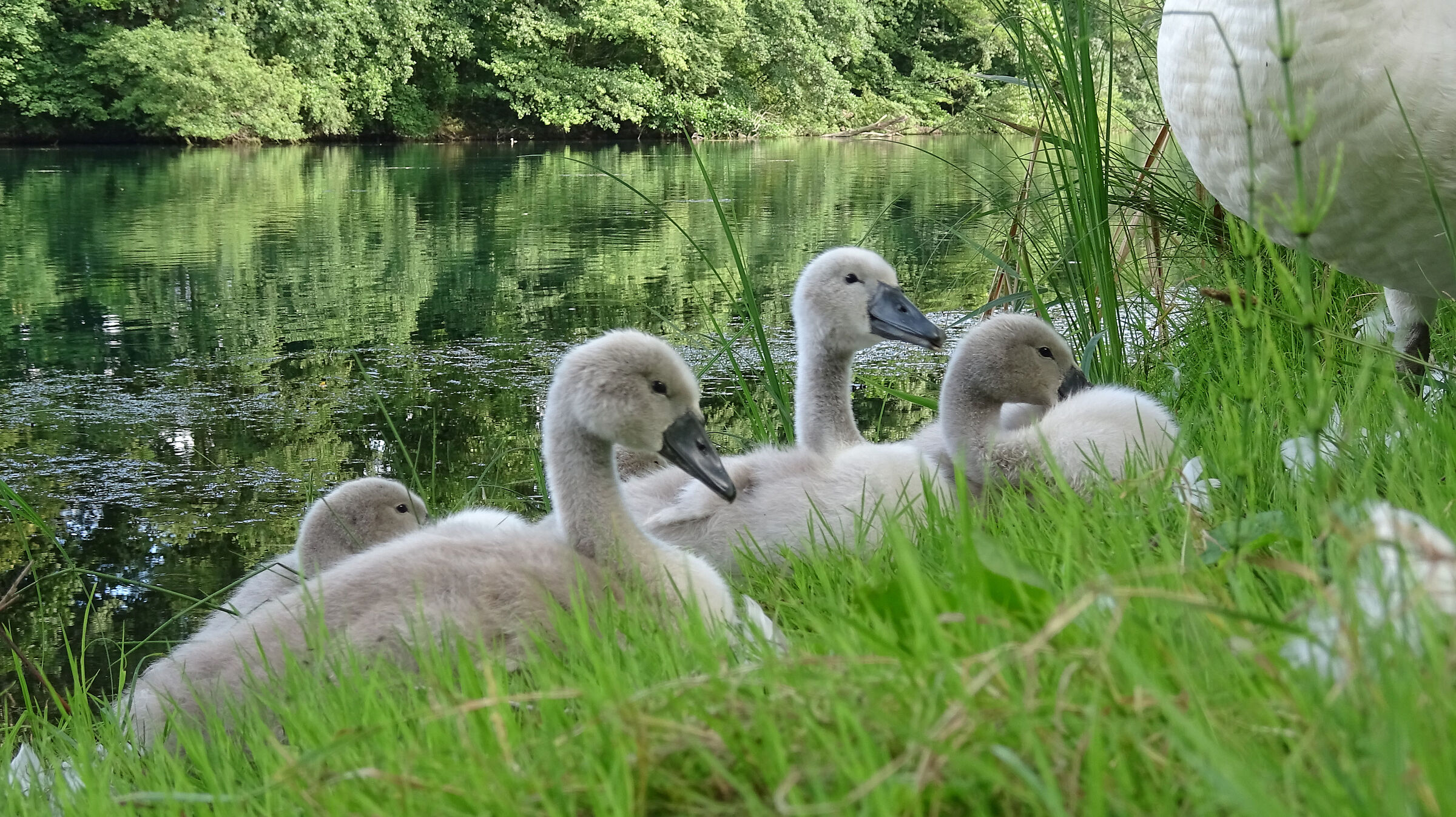 Family of Swans along the Adda