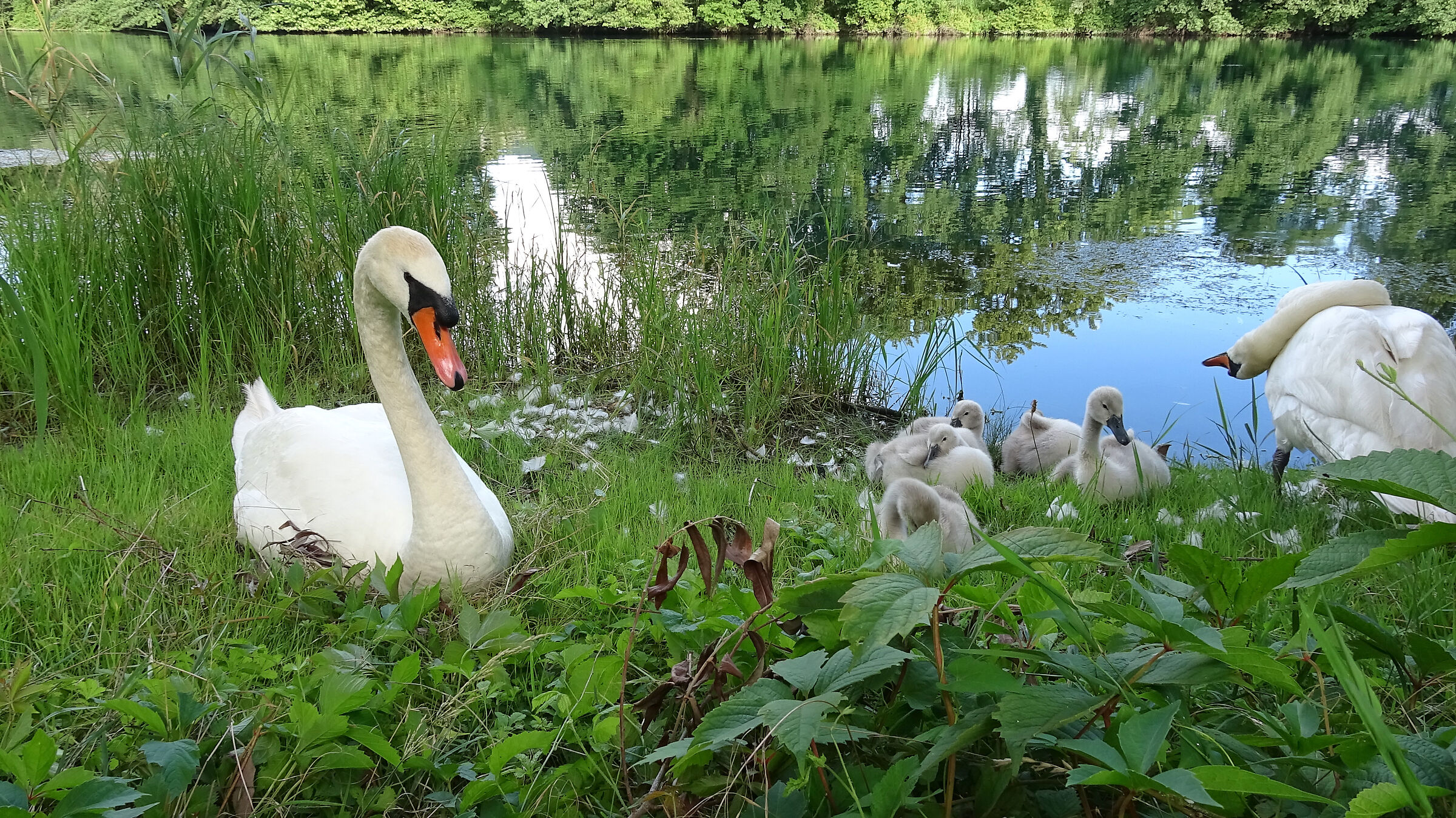 Family of swans along the Adda 3