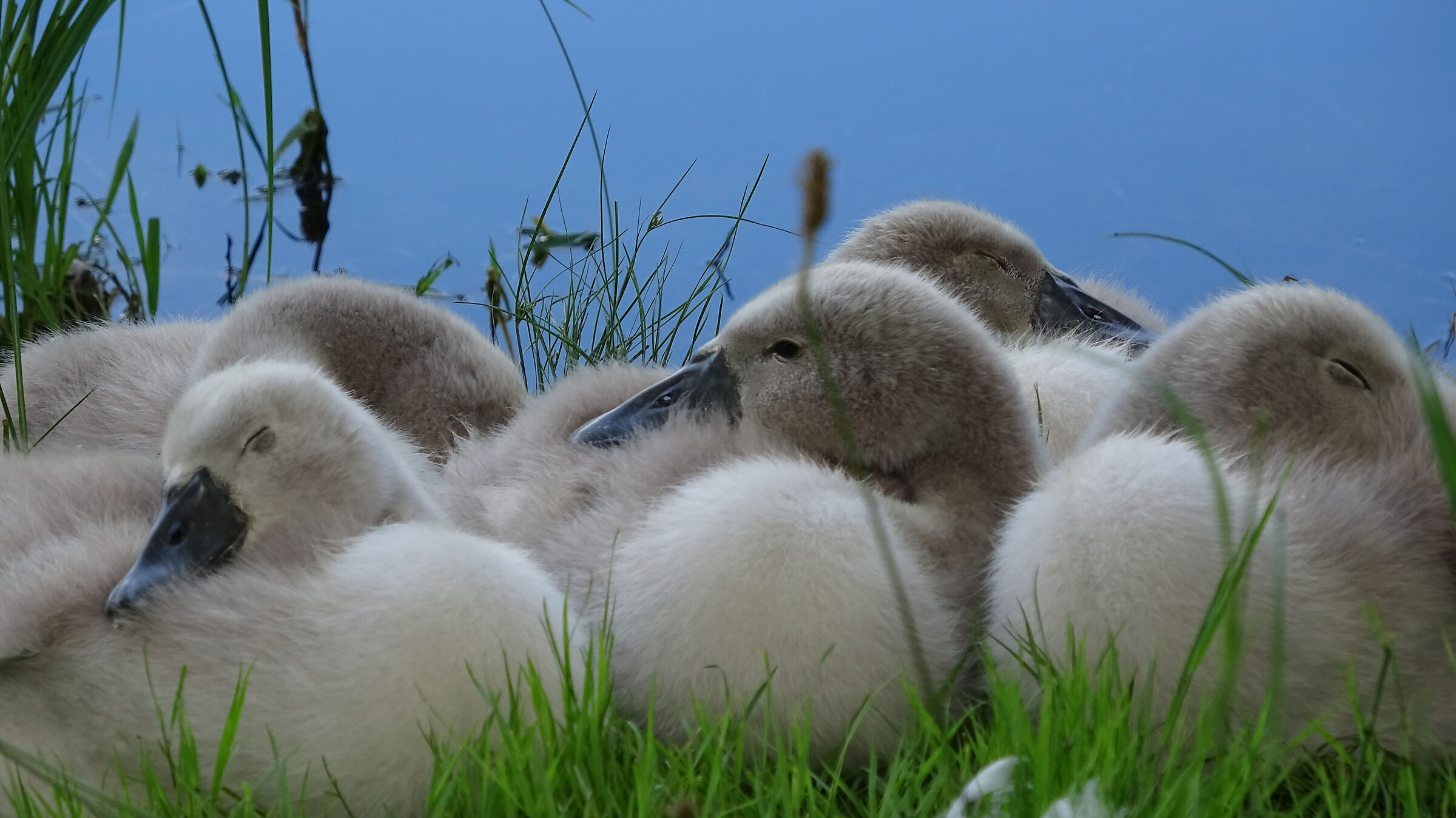 Little Swans of the Adda 2