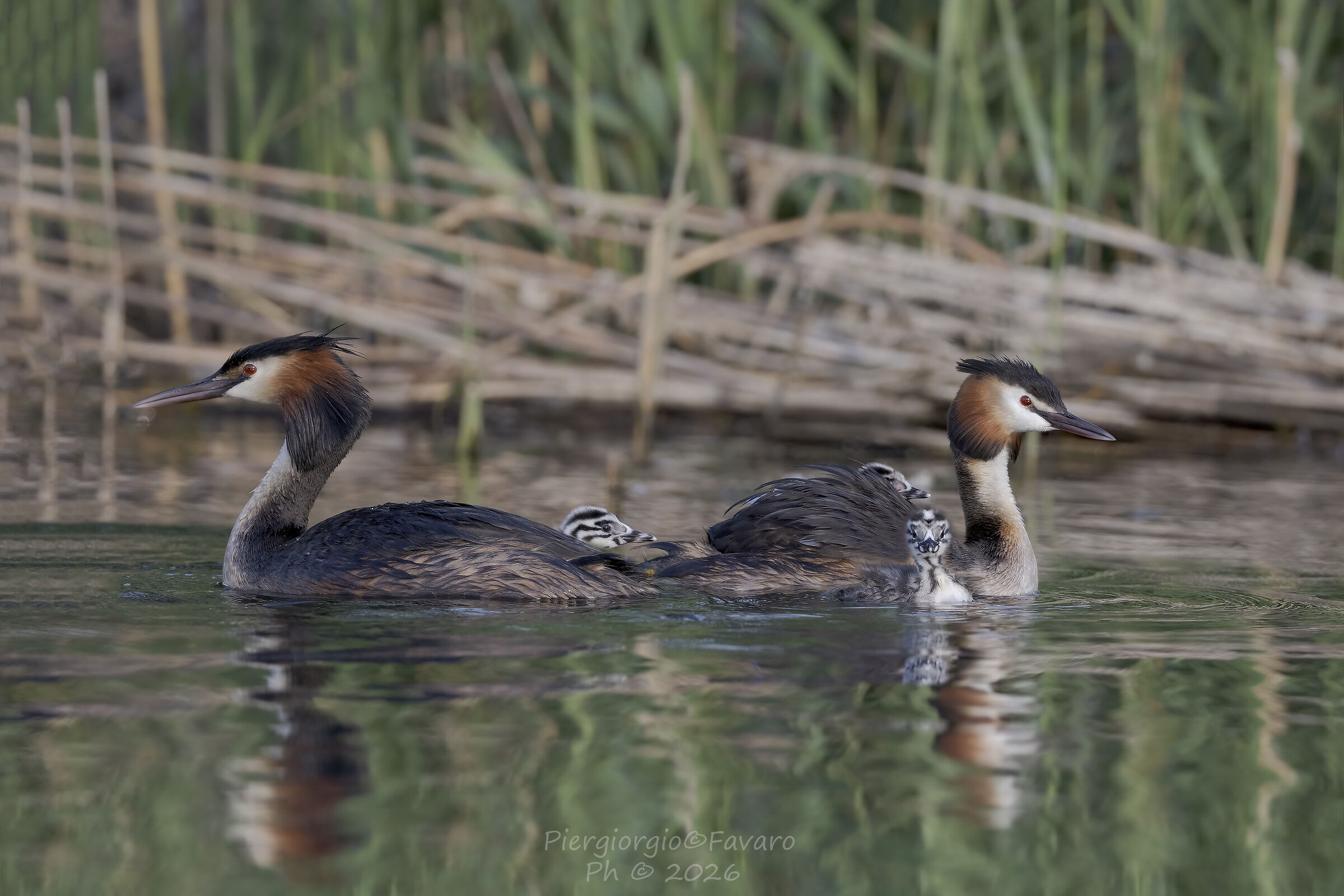 Grebes.