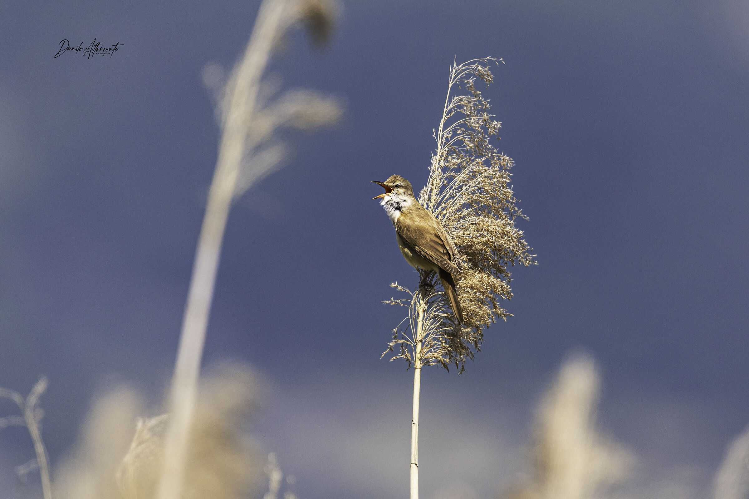 Reed Warbler