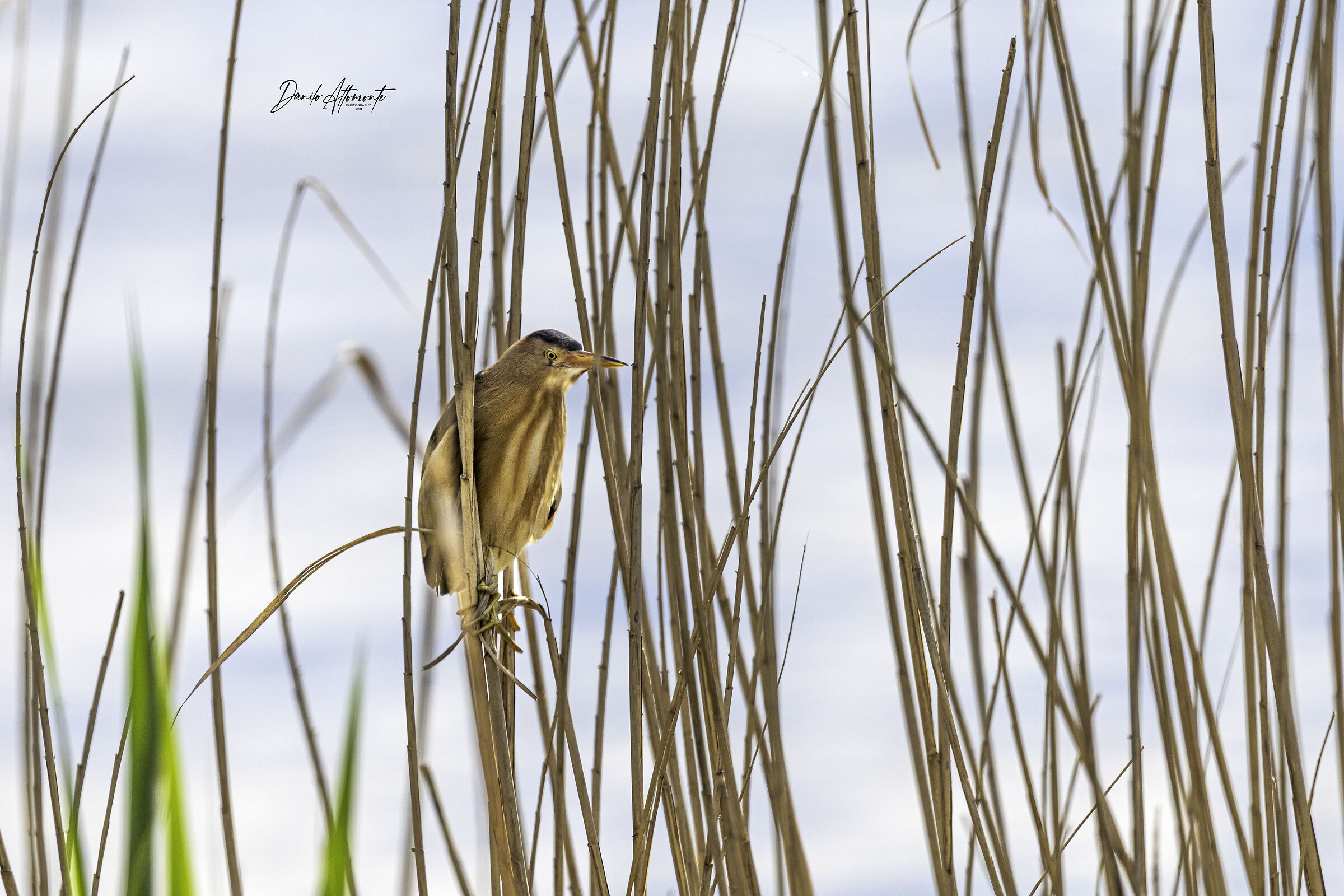 Little Bittern