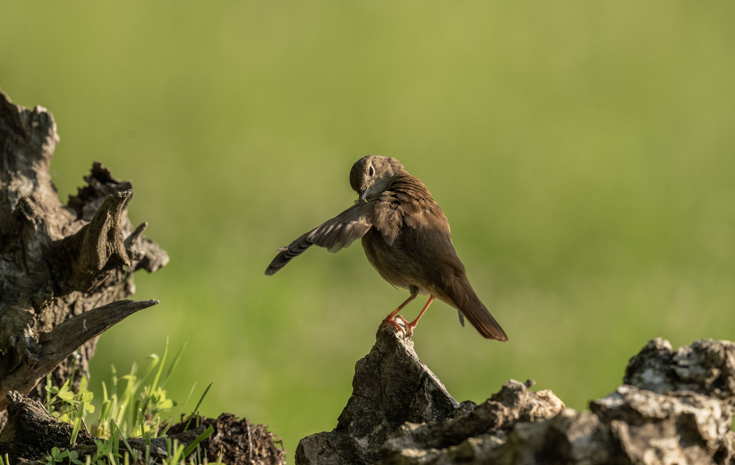 Nightingale