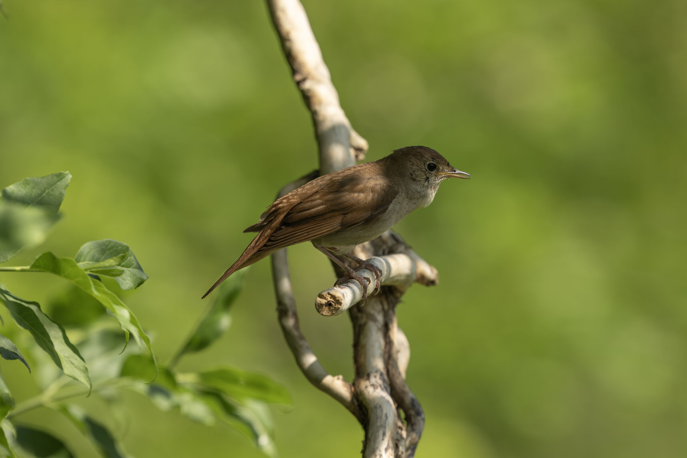 Nightingale