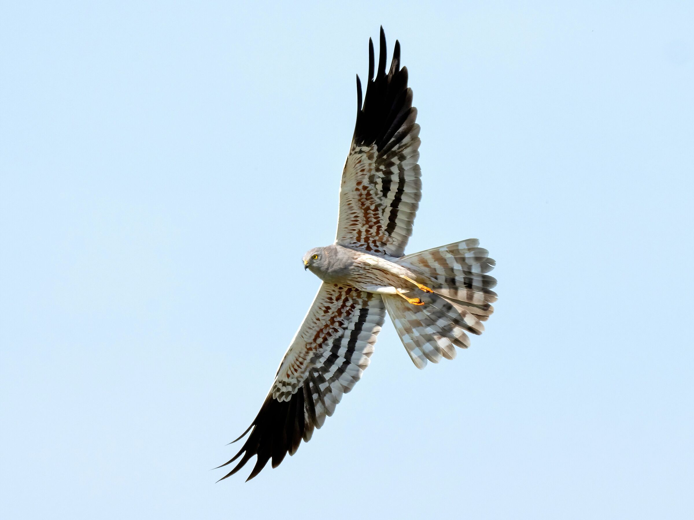 Montagu's Harrier (Circus pygargus) - male