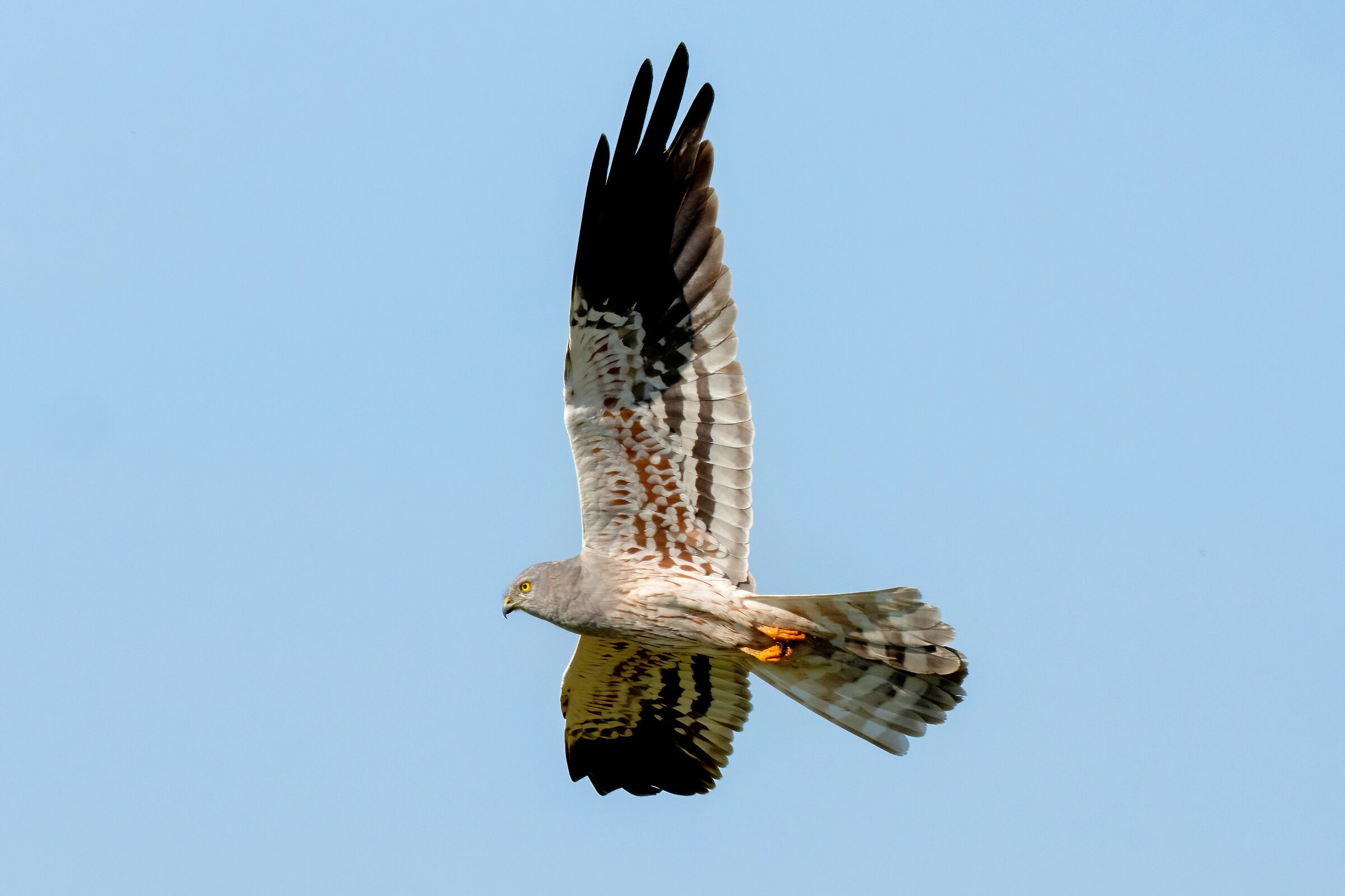 Montagu's Harrier (Circus pygargus) - male