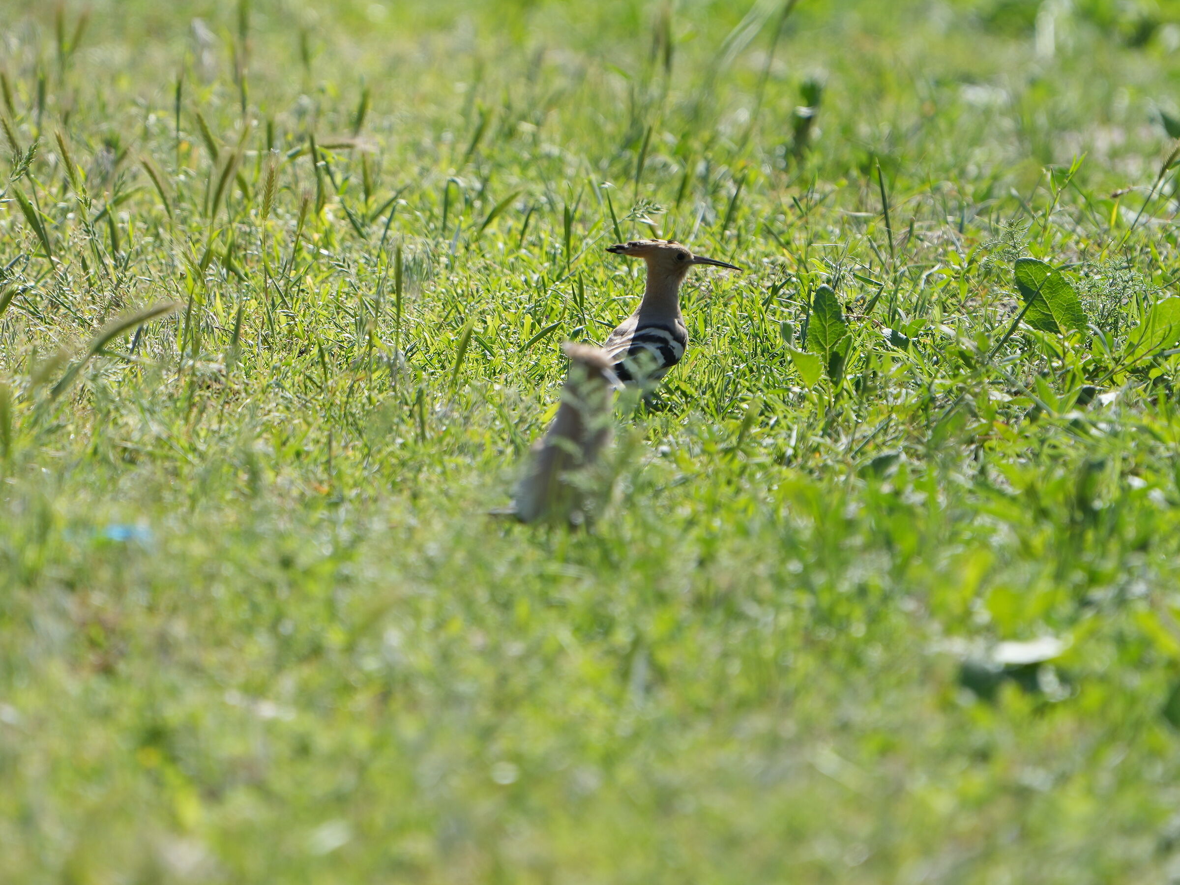 Hoopoes