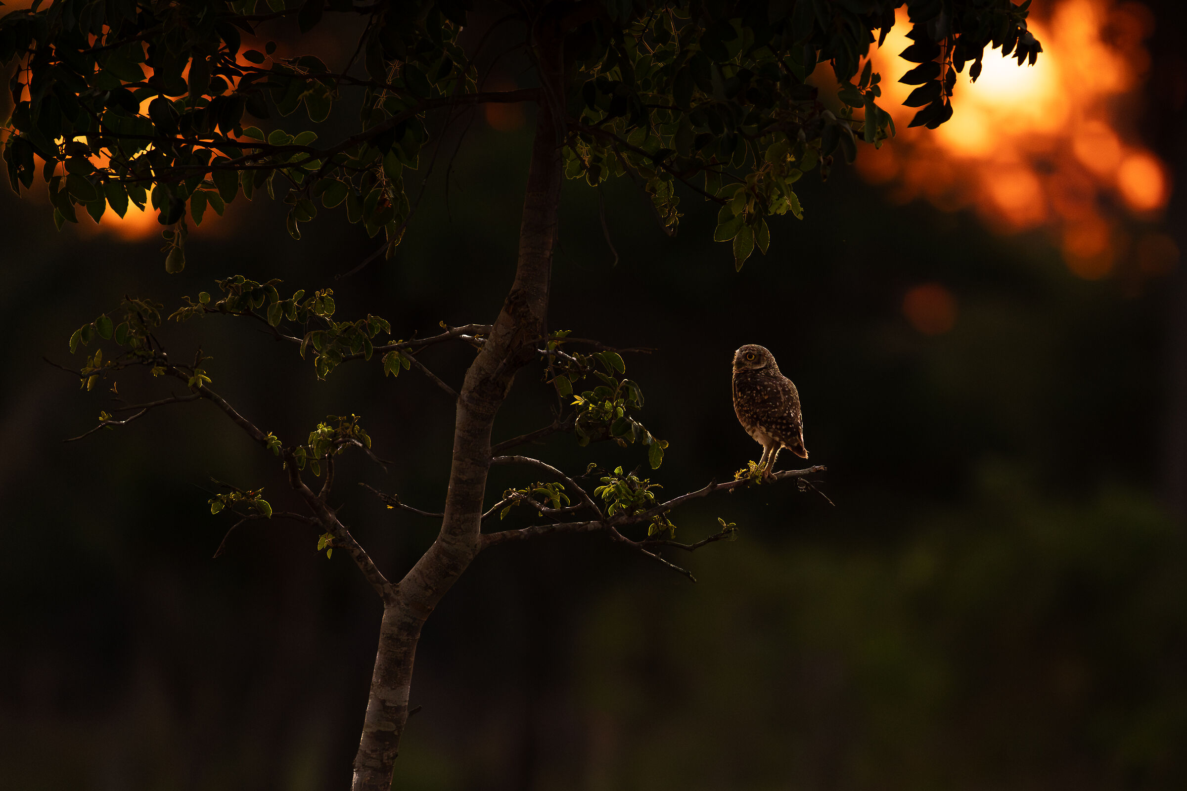 Owl at sunset
