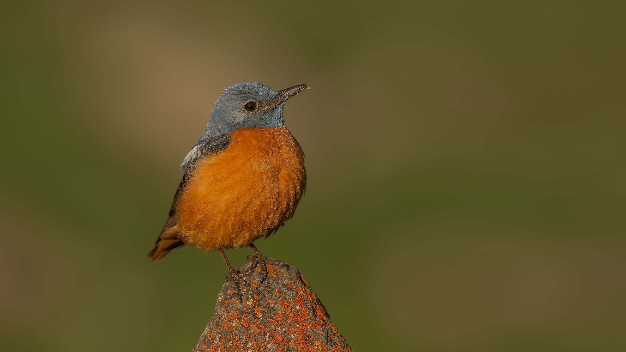 Monticola saxatilis » Common Rock Thrush