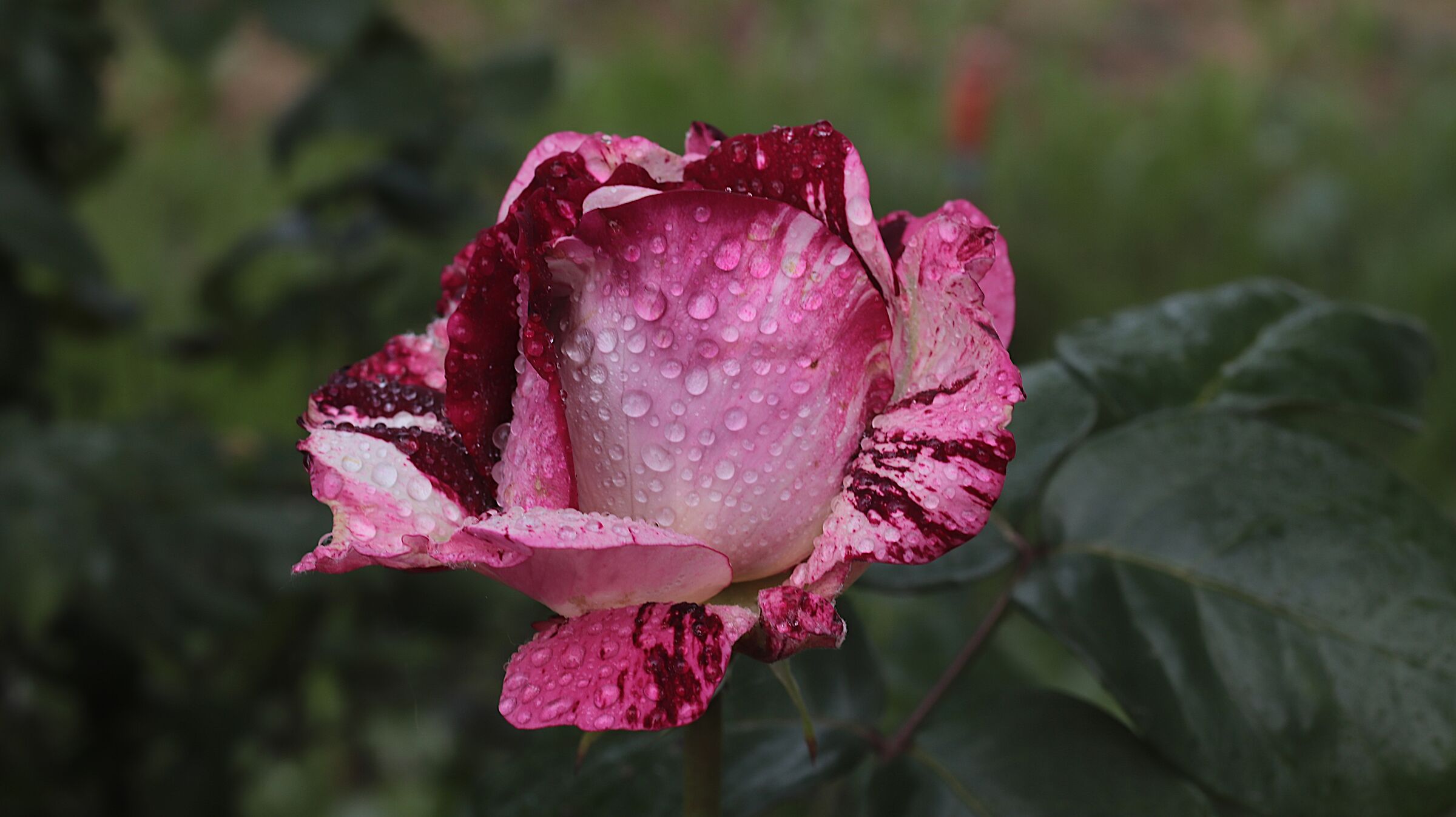 Rosa Julio