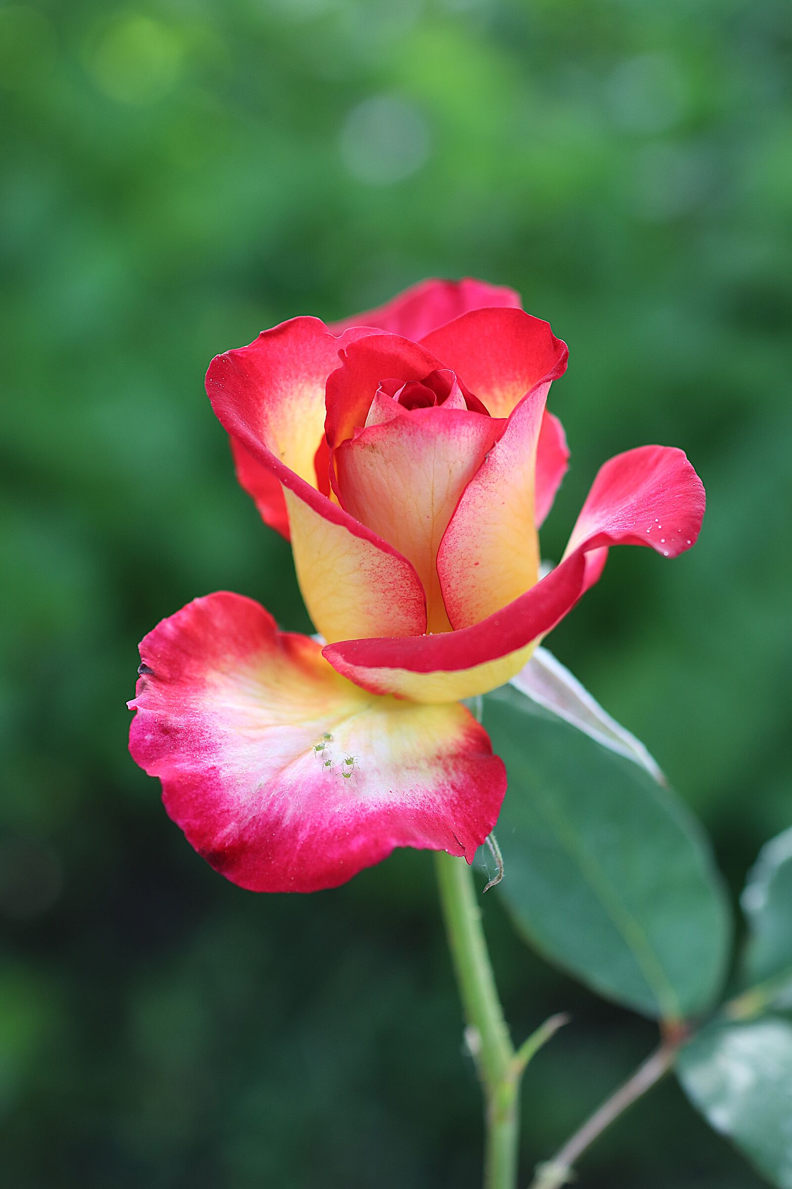 Rosa Leo Ferrè