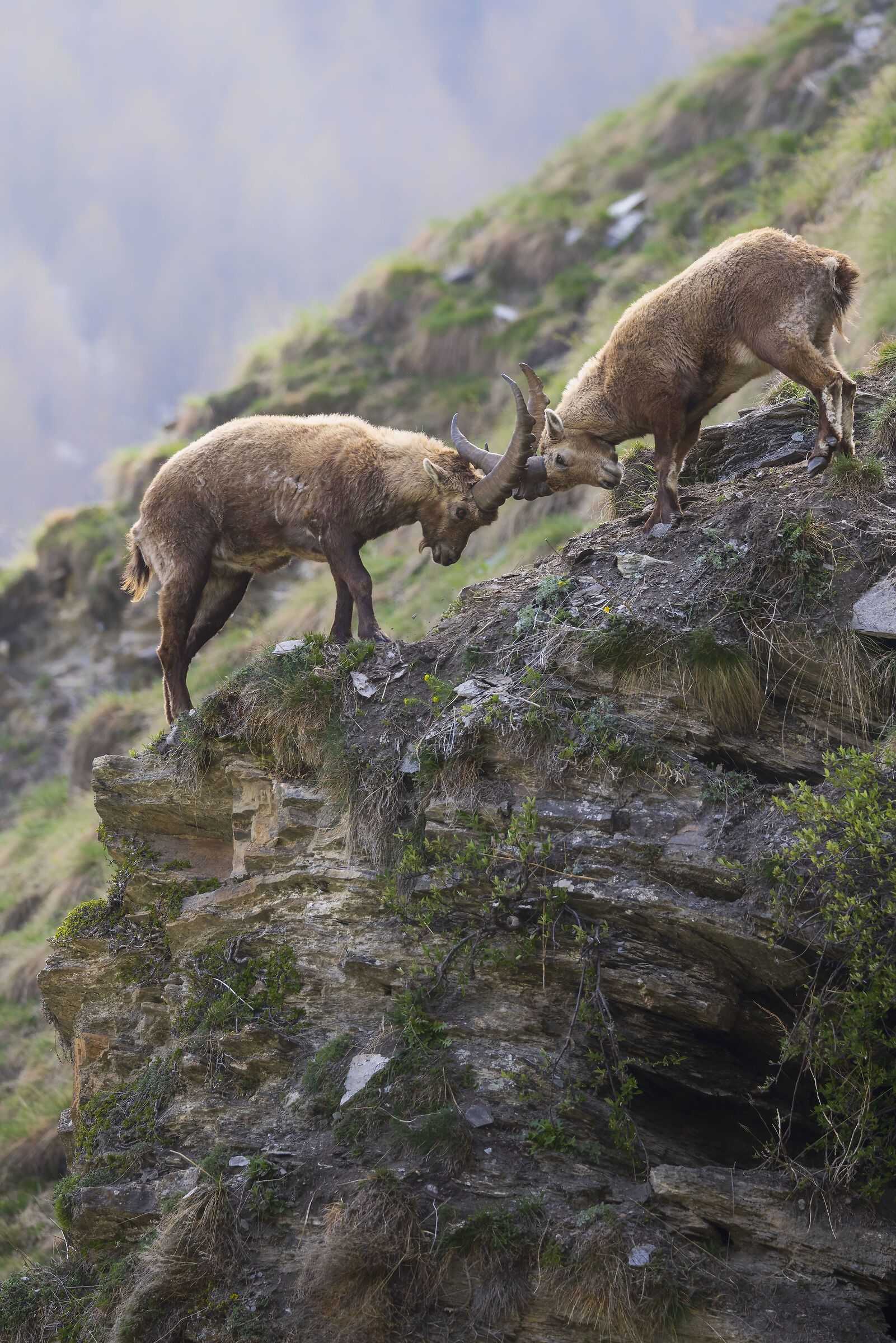 Ibex