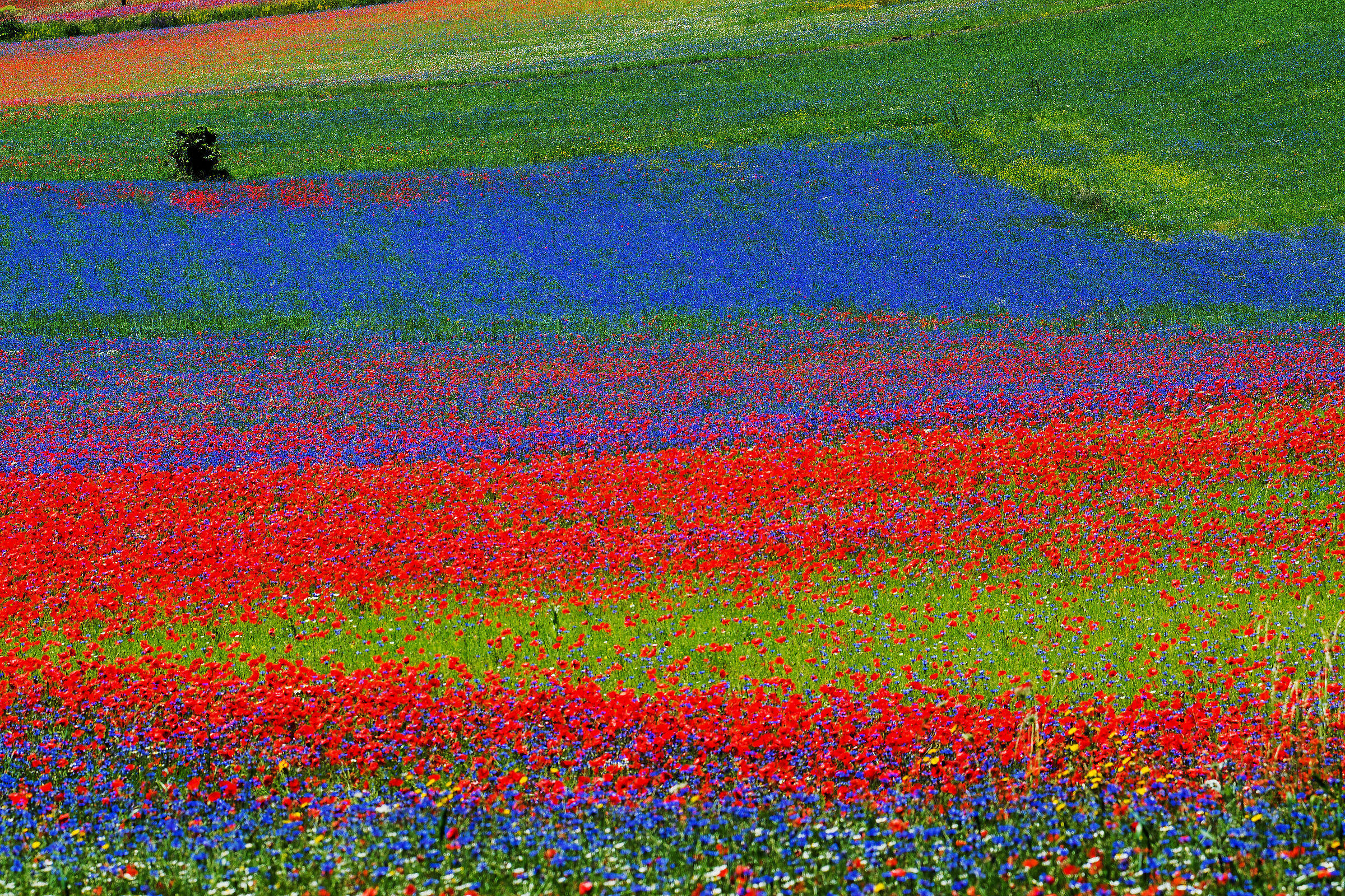 tanti colori.