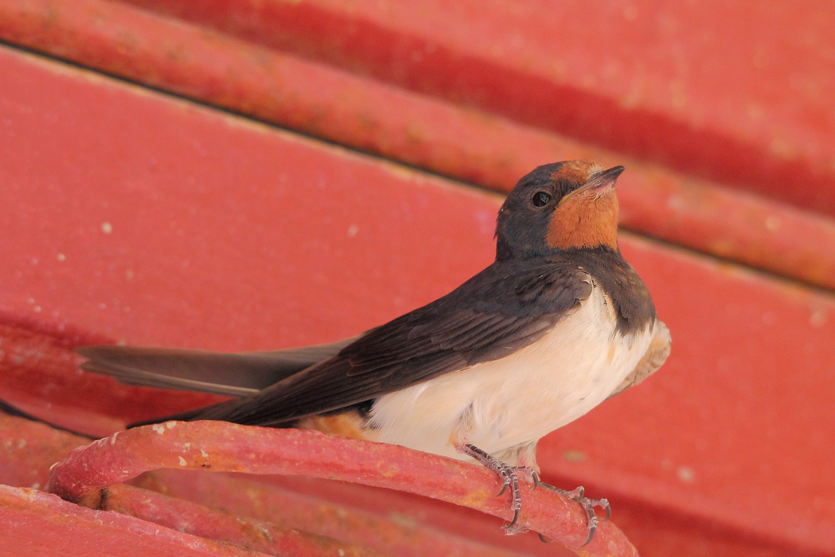 Swallow