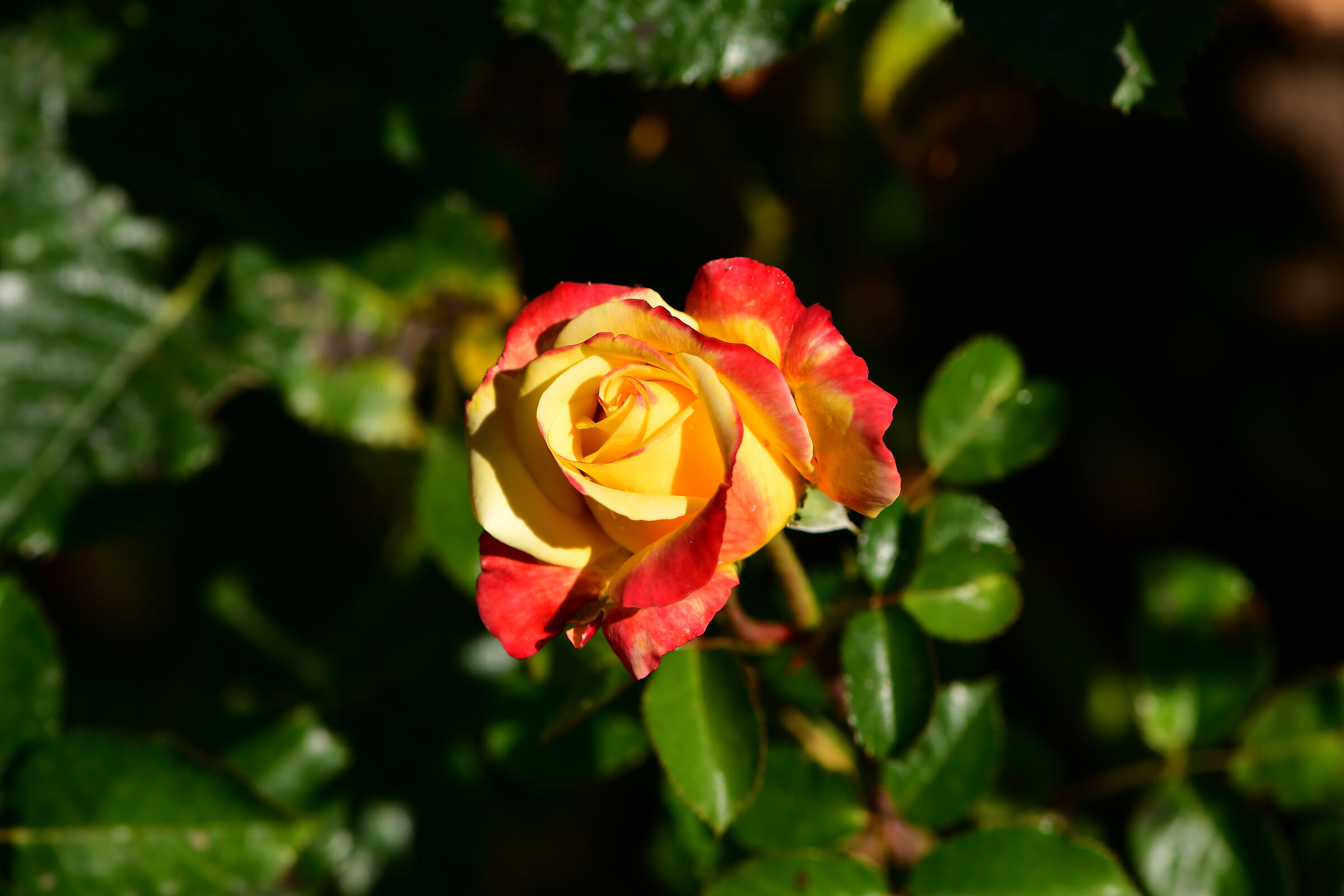 Municipal Rose Garden of Rome-2026