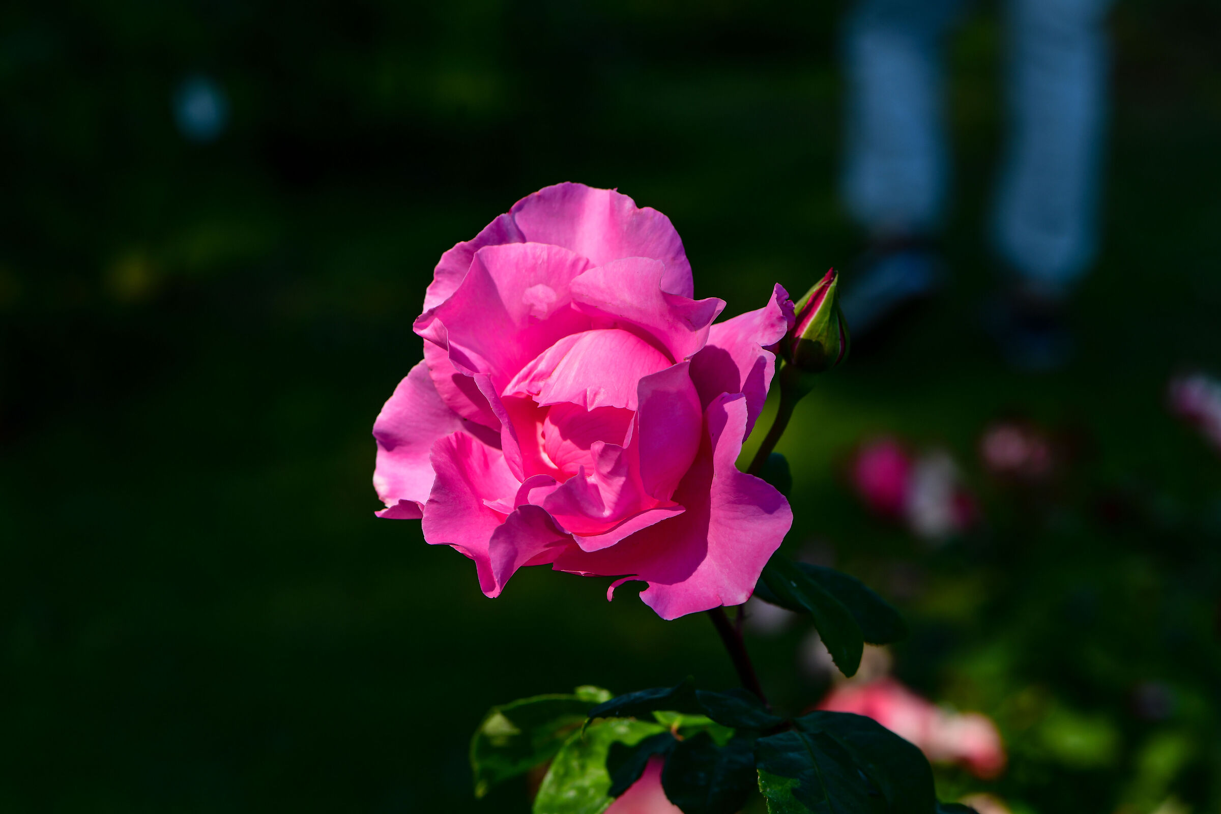 Municipal Rose Garden of Rome-2026