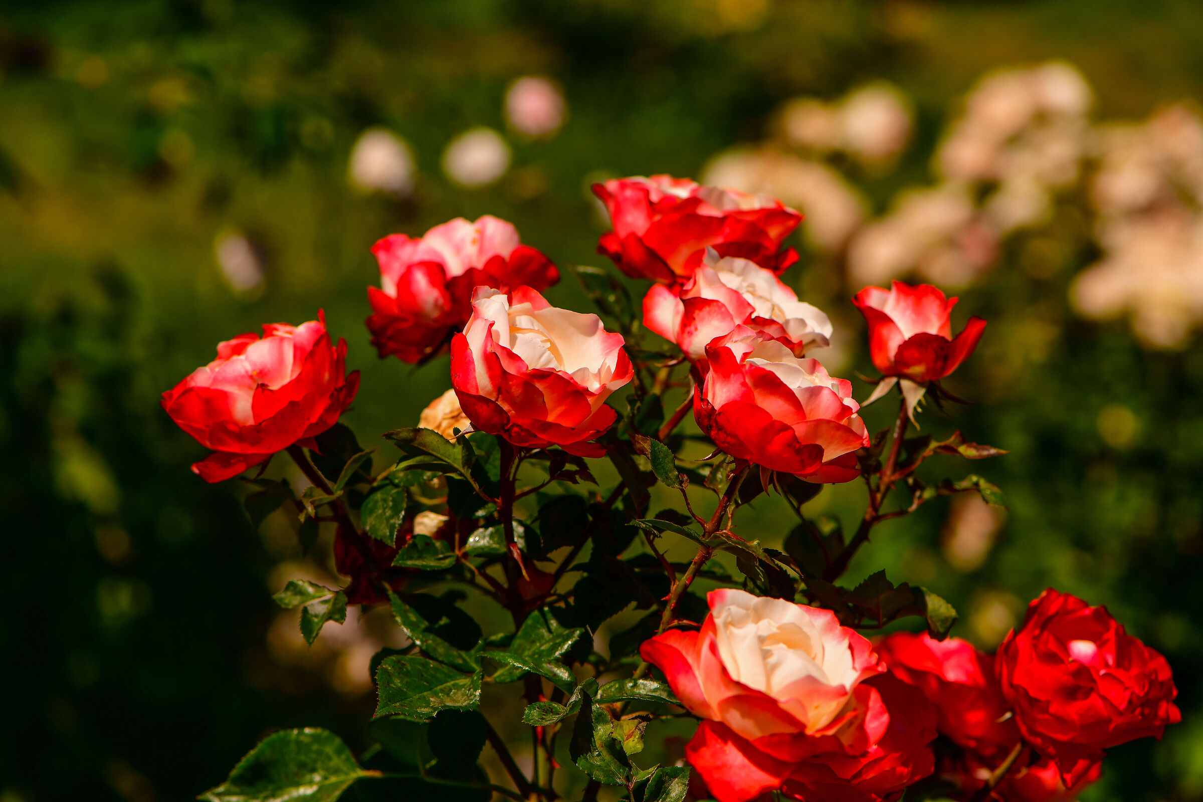 Rome-Municipal Rose Garden 2026