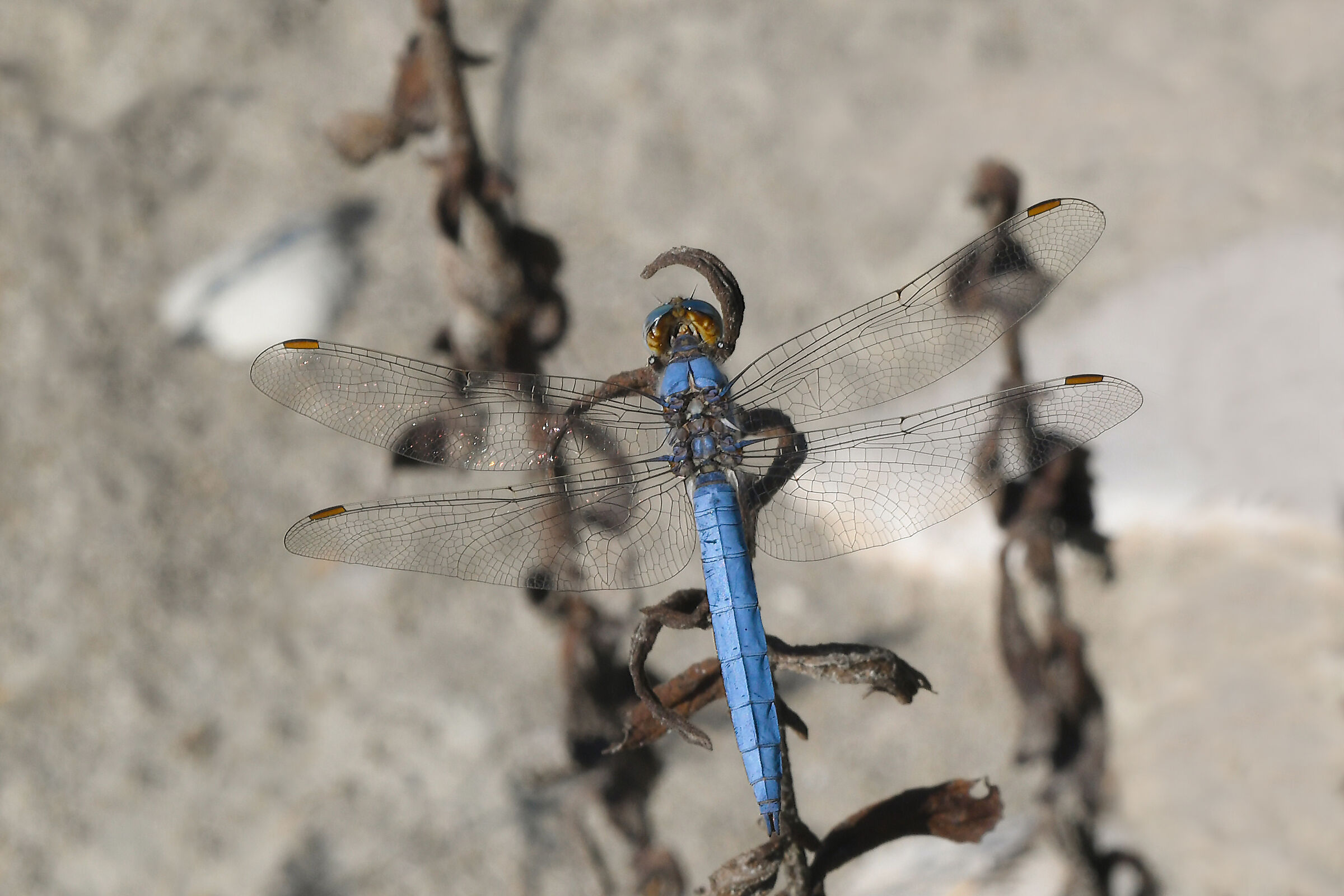 Light Blue Arrow (Orthetrum brunneum)