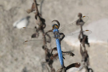 Anisoptera