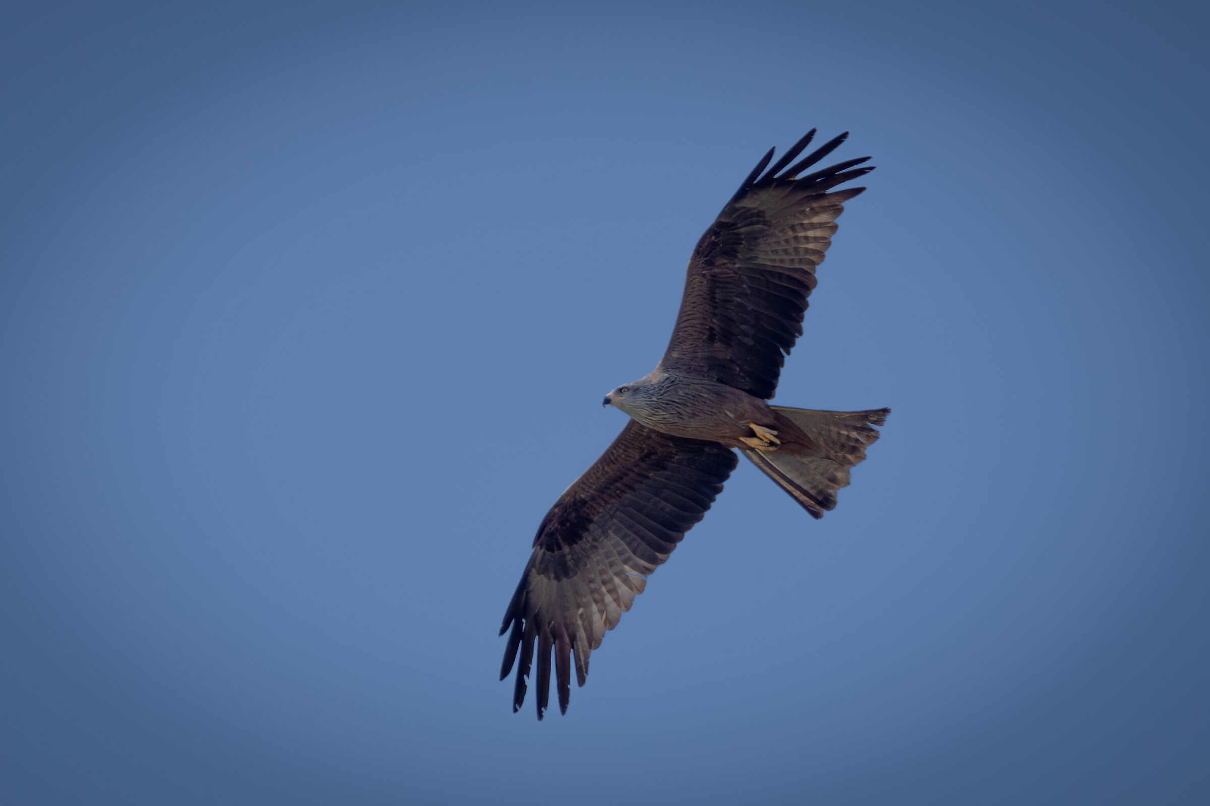 Black Kite