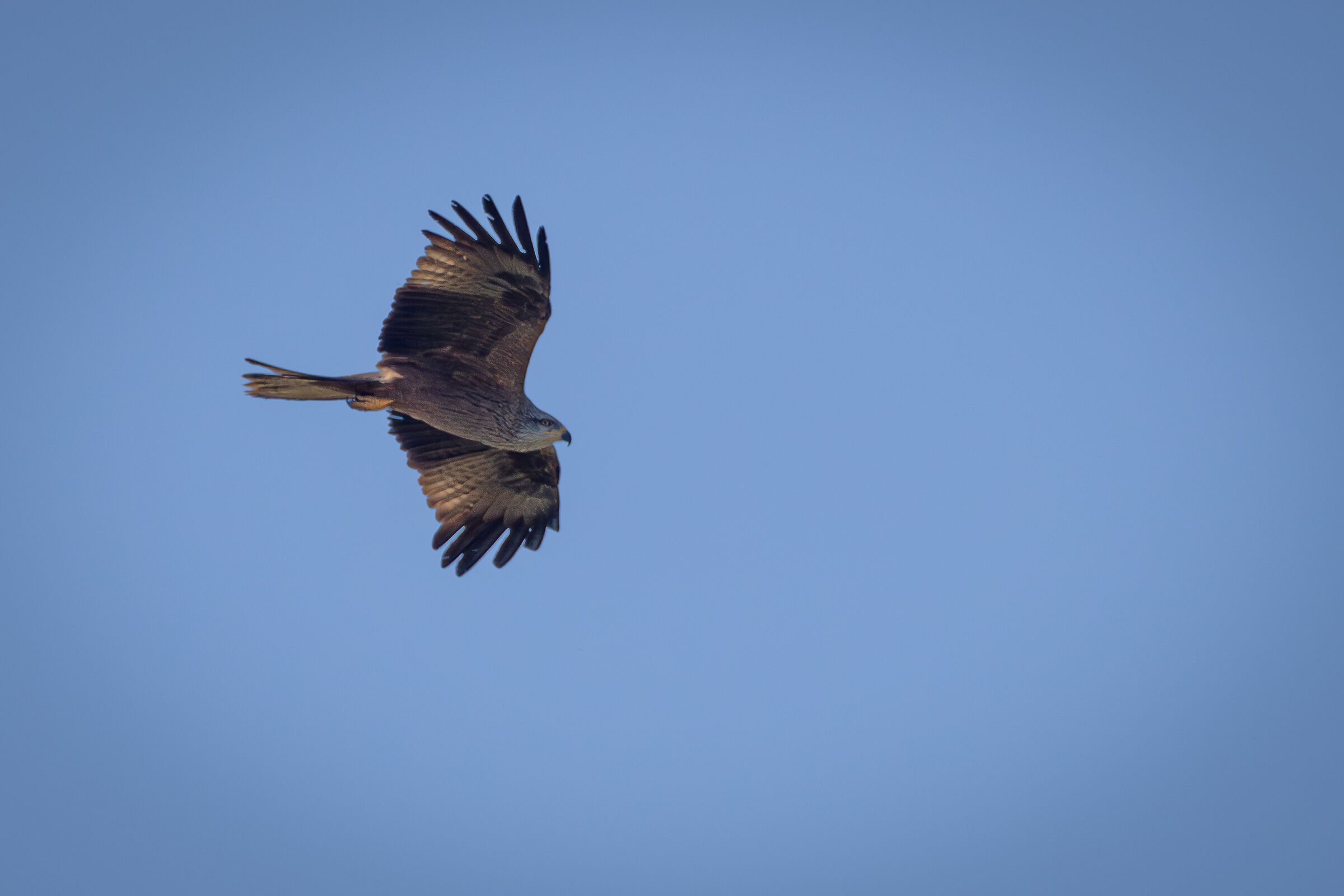 Black Kite