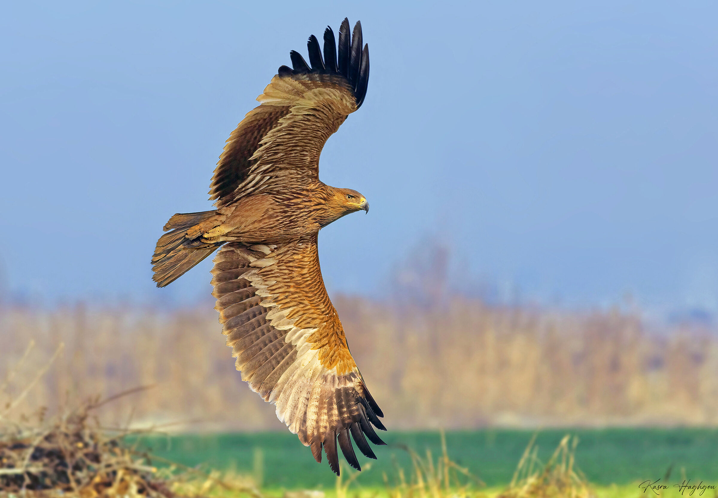Imperial Eagle