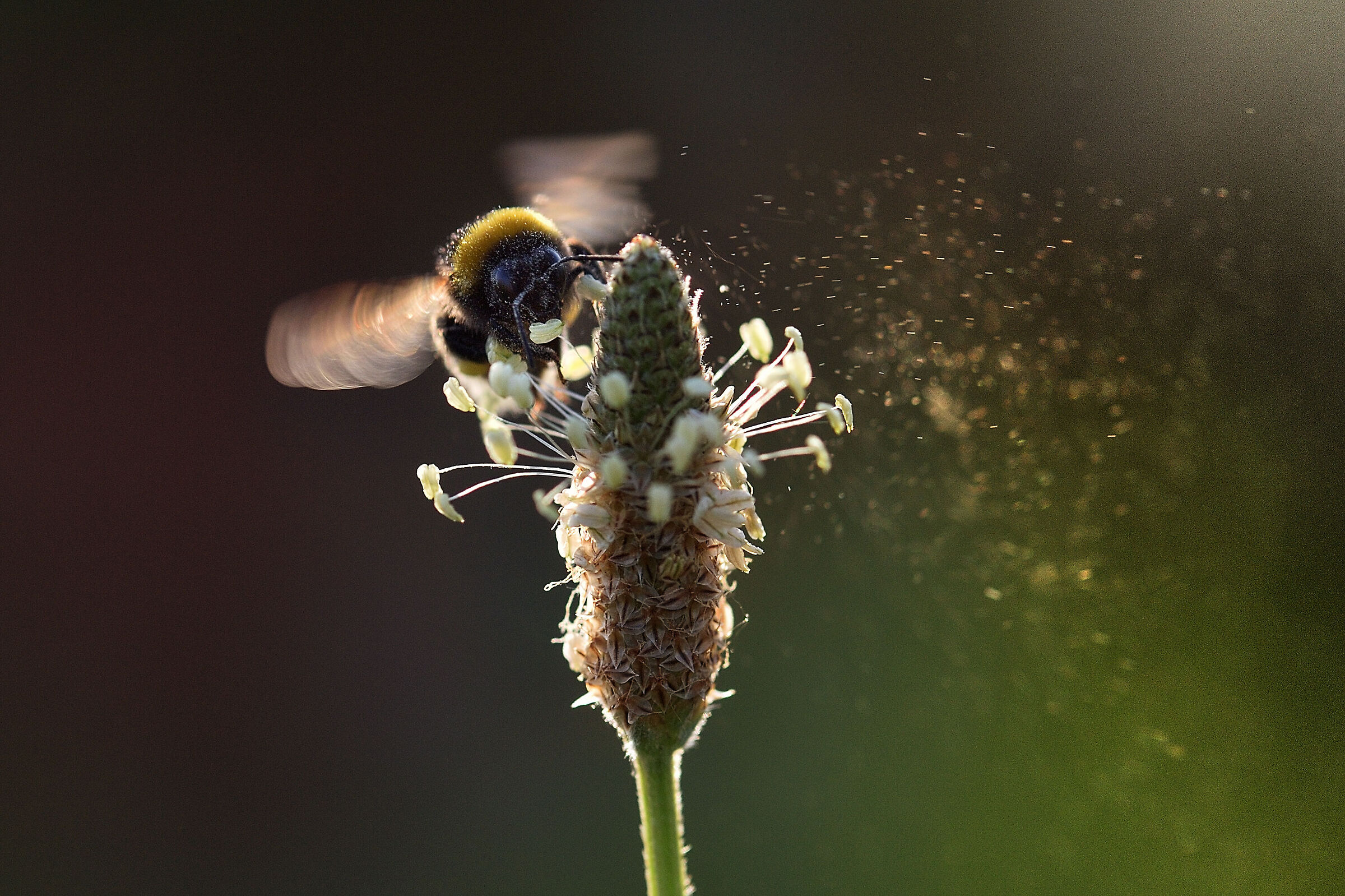 Bumblebee
