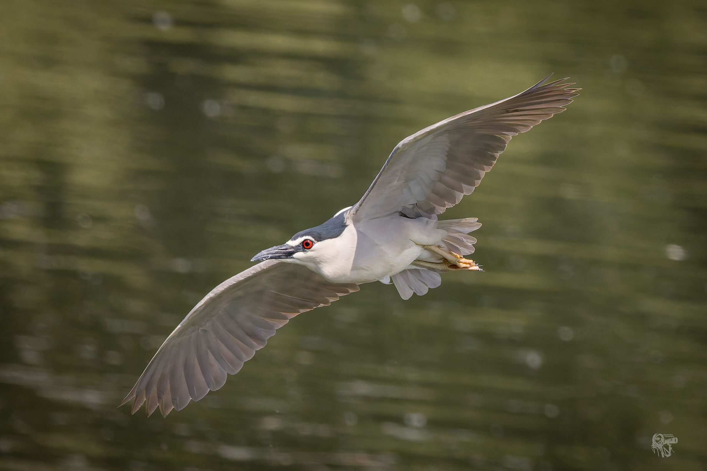 Night Heron in Flight