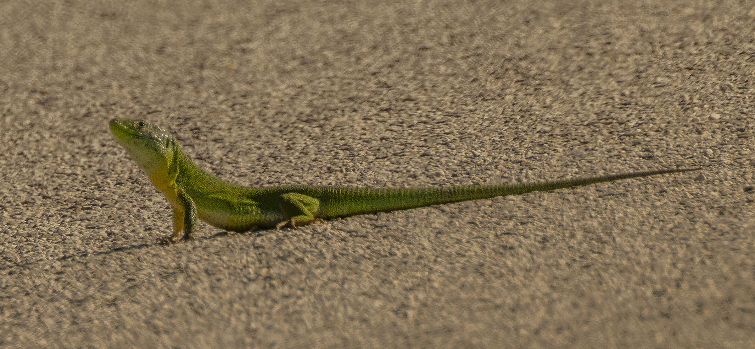 green lizard lacerta viridis