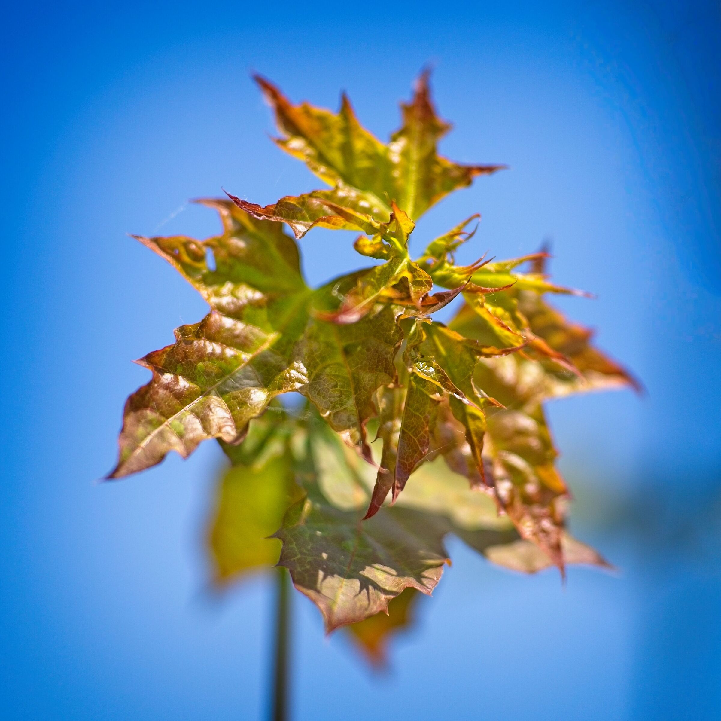 acer